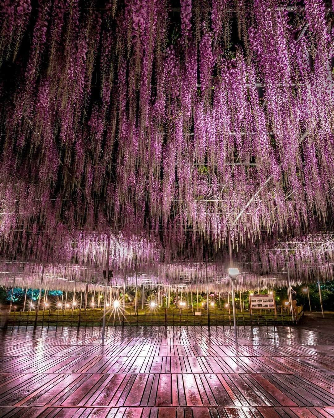 花の写真館のインスタグラム：「Photo by @hiroya.kobayashi_official. https://instagram.com/hiroya.kobayashi_official/ . Original Post[投稿いただいたURL] https://www.instagram.com/p/CrGFV3ivk6O/ . 本アカウントは、 #私の花の写真 をつけてInstagramに投稿された皆さまの花の写真や、「花の写真館」Facebookページで投稿された花の写真を紹介します。 「花の写真館」Facebookページは、「 @floral.photograph 」のプロフィールにあるURLからご覧ください。 . ※各種法令、マナー、関係者の指示に従った撮影をお願いします。 *Please ensure that your photography adheres to all relevant laws, etiquette, and instructions issued by authorized persons. ※本アカウントは東京カメラ部がFacebook、Instagramのサービスを利用して運営しているもので、Meta社・Instagramとは一切関係ありません。 . #花の写真館 #floralphotograph #floralphoto #flower #flowers Follow: @floral.photograph」