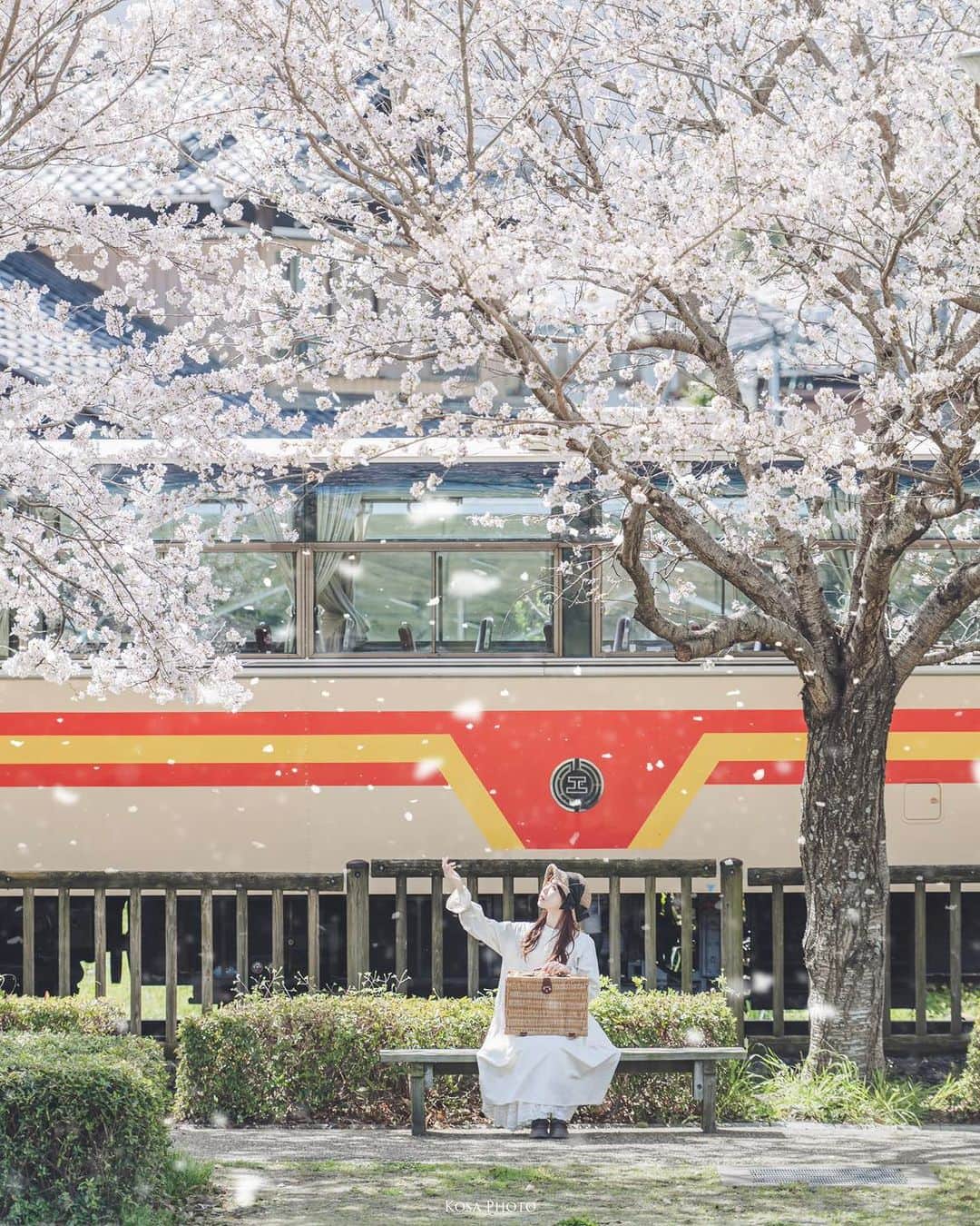 コサさんのインスタグラム写真 - (コサInstagram)「🌸サクラ舞い散る🌸  この場所に桜が咲いてることすら知らなかった もうGWだけど、まだ桜ポストしてええかなぁ？🤣 . Location:和歌山 Wakayama / Japan🇯🇵 Date:2023年3月 Camera:Z9 in frame:@_tsutsumi_ . #じゃびふる_2023春色 #nikoncreators #nikoncreators_2023landscape #Japan_Daytime_View #ポトレファン倶楽部 #ポトレ撮影隊 #jp_mood #その瞬間は永遠の思い出 #jp_portrait部 #何気ない瞬間を残したい #aridagawa_pic #有田川鉄道公園 #グッドトリップ和歌山 #tokyocameraclub #art_of_japan_ #jgrv_member #team_jp_ #photo_jpn #sorakataphoto #LBJ_KING #special_spot_legend #私の瞳がきらめいた瞬間 #raw_japan #deaf_b_j_ #japan_bestpic_ #bestjapanpics #Lovers_Nippon #japan_waphoto #pixlib_jp #insta_wakayama」4月28日 19時30分 - kosa_photo