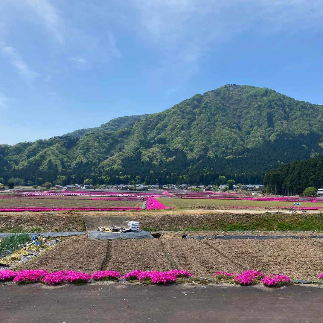 滝波宏文のインスタグラム：「#芝桜 #シバザクラ #しばざくら #乾側 #青空 #山 #雲 #緑 #田んぼ #ふるさと #福井県 #福井 #大野市 #大野 #奥越 #fukui  #ふるさとを守る #日本を守る #強くて優しい #くに創り #参議院議員 #滝波宏文  #たきなみ宏文 #たきなみ #福井 #福井県  #自民党 #自由民主党」