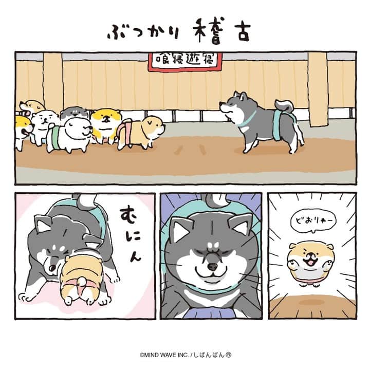 オオゴシヤステルのインスタグラム：「🟠192話🟠 ぶつかり稽古  謝って削除してしまいました。再投稿いたします。いいね、コメントいただいた皆様、ごめんなさい🙇‍♂️  【過去マンガはこちら】 👉 #しばんばんまんが  #今日のしばんばん #しばんばん #shibanban #むちころばんばん #muchicorobanban #微笑柴犬 #マインドウェイブ #mindwave #オオゴシヤステル #柴犬 #しばいぬ #sibainu」