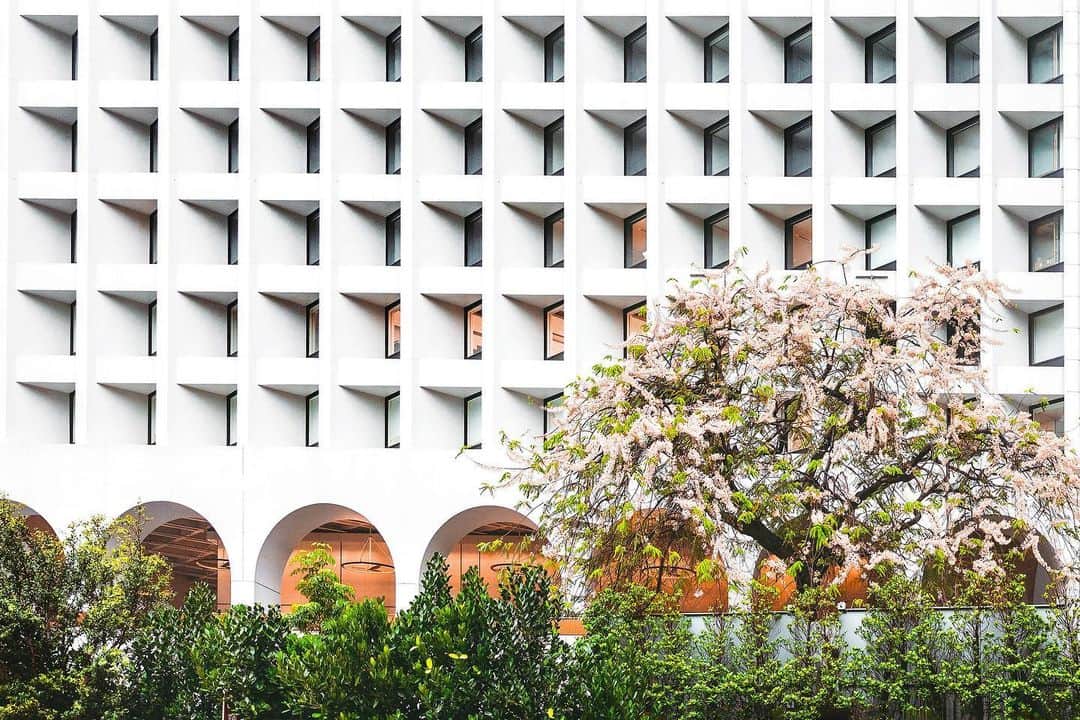 Discover Hong Kongのインスタグラム：「[The pink and white showers blossom in Central] It’s officially blooming season🌼 in Hong Kong as pink and white showers blossom in front of The Murray😍. If you’re looking for Instagrammable pictures🤳 of the tree’s delicate pink and white showers, catch them when they’re in bloom! 📸  【節果決明花季】 香港美利酒店前嘅節果決明古樹迎嚟一年一度嘅花季🌼！想同一串串淡粉紅、白色交錯嘅花串打卡🤳，大家就要把握花期😍，唔好錯過喇！📸  #DiscoverHongKong #HelloHongKong   🌼⛪🌼⛪🌼⛪🌼⛪🌼⛪🌼⛪🌼⛪🌼⛪🌼⛪ Hong Kong welcomes you✈️! Now travellers can get ‘Hong Kong Goodies’ 🛍️vouchers including one FREE welcome drink🍸 in the hottest bars! Check out the details here: bit.ly/HelloHKgoodiesEN. Hope to see you all soon! 香港歡迎你✈️！而家遊客仲可以享用「香港有禮🛍️」消費優惠券，去得獎酒吧免費飲返杯🍸🍹！詳情請留意 bit.ly/HelloHKgoodiesTC」