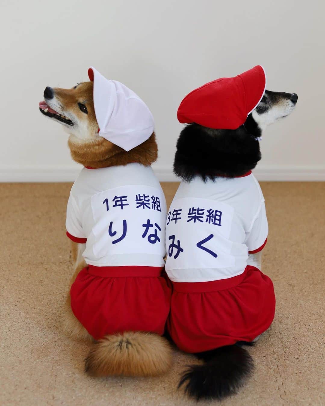黒柴みくのインスタグラム