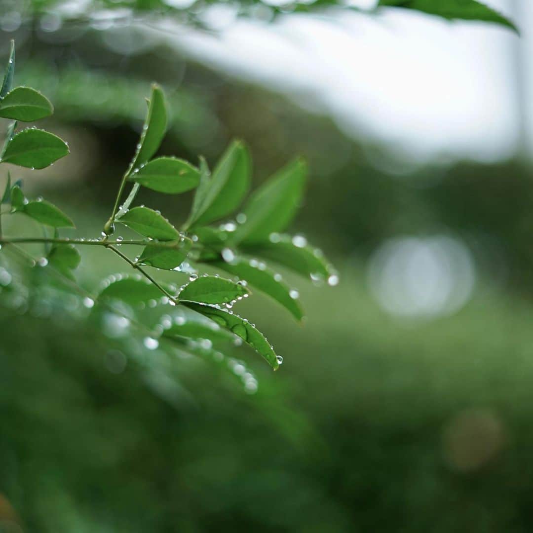 YUKI FUJIWARAさんのインスタグラム写真 - (YUKI FUJIWARAInstagram)「今日の和菓子：青時雨 新緑に輝く季節 草木に降り注ぐ 恵みの雨  あおしぐれ【青時雨】青葉から滴り落ちる水滴を時雨に見立てた言葉  Today's confectionery: Verdant Rain Blessed rain falls on the fresh green leaves」4月28日 20時05分 - wagashi_art