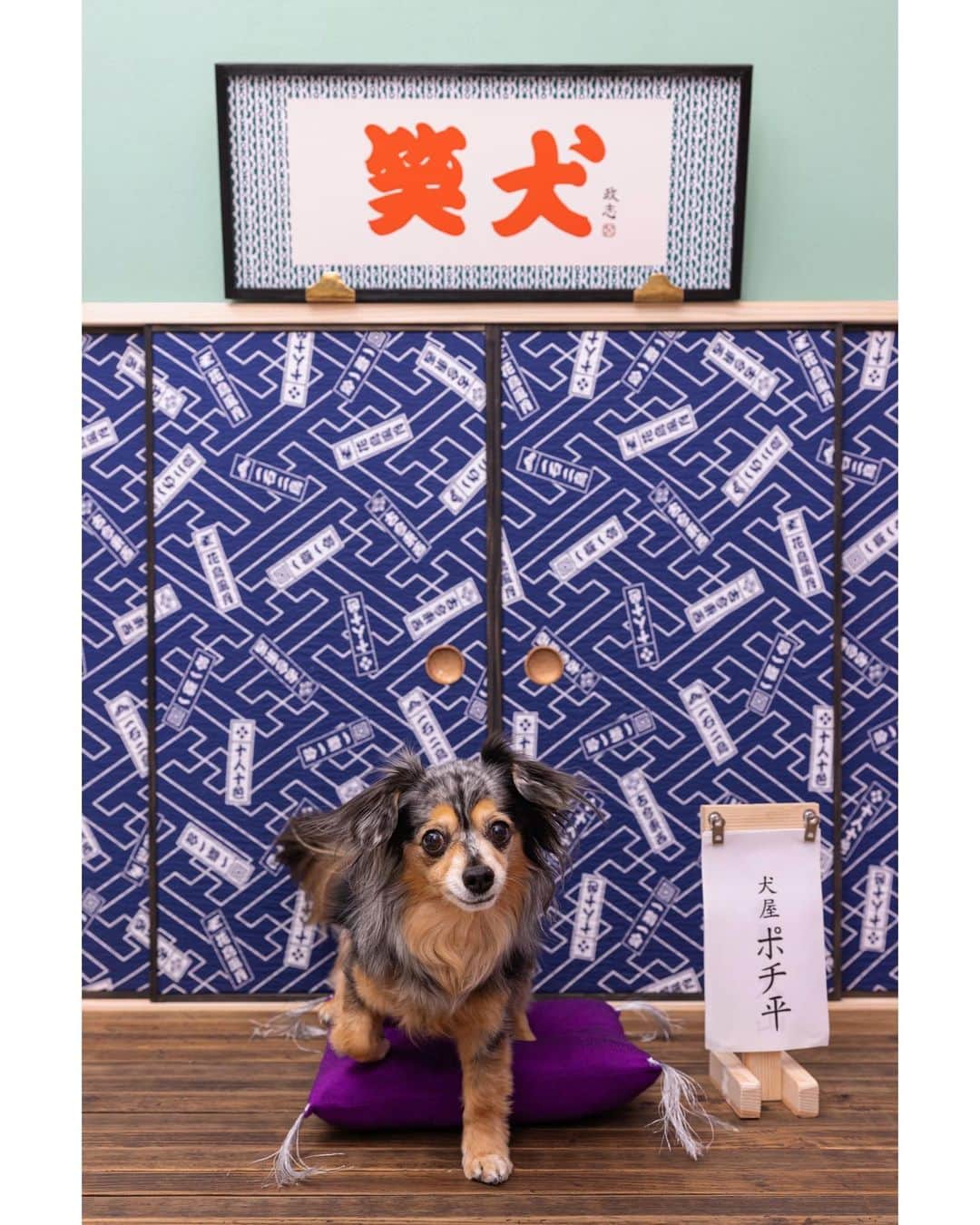菅原沙樹さんのインスタグラム写真 - (菅原沙樹Instagram)「先日、目黒の権之助坂にオープンしたばかりの犬のPhoto studioハーハフーで、アポツムの写真撮ってもらいました🐶 まさかの写真家の浅田政志さんにめちゃくちゃかわいいセットで撮ってもらえてアポツムも大満足なはず😂 こういうところでちゃんと撮ってもらったの何気に初めてだったけど、なんかやっぱいいよね写真って。 色んなイベントもやってるみたいなので、みなさんもぜひ〜🌼 @ha_ha_hu_v  @asadamasashi」4月28日 11時50分 - saki313apo