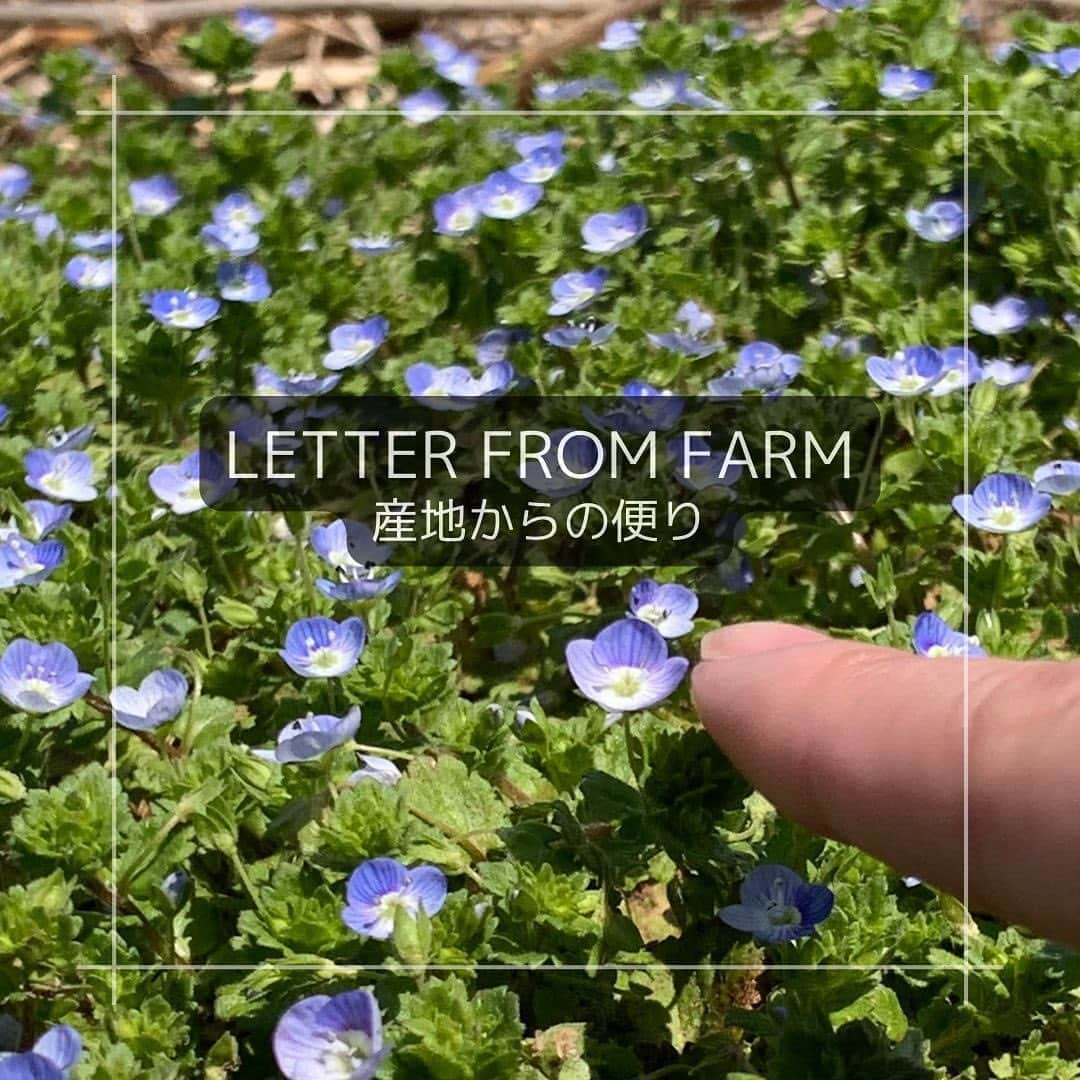 IGNIS イグニスのインスタグラム：「🌿白神研究所「産地からの便り」🌿花咲き、芽吹く春。生命の神秘を感じて 🌸🌱🌸🌱  一日中お散歩をしたくなるような陽気に包まれ、 たくさんの植物が一斉に芽吹いています。 足元のオオイヌノフグリから見事に咲いた桜まで！ 藤里町を歩いていると春をたくさん見つけることができます。  ウイキョウに続いて、 カワラヨモギとアオジソも種まきをしました。 カワラヨモギの種は砂粒のように小さいので、 匙ですくってやさしく土に置きます。  アオジソの種もとても小さく、 慎重に指でつまんで埋めてあげます。 どちらも4月の中旬には小さく芽吹いていました。  この小さな種からやがて大きな葉が広がる様子は 毎年見ていてもとても不思議で、 まさに生命の神秘だと感じます。  本格的な栽培シーズンが始まり、 活発に動き出した植物とともに研究員も大忙し。  すっかり雪が溶けた白神ファームもついに畑開き！ 温室での苗づくりだけでなく、 畑を耕す作業もそろそろスタートです！  ✼••┈┈••✼••┈┈••✼ 植物の恵みを肌に届けるために。 植物を育むところからとことんこだわって。  公式サイトでも 研究員が綴る日々の記録を写真とともに公開中です。 プロフィールのURLよりぜひご覧ください🌿 @ignis_official ✼••┈┈••✼••┈┈••✼  #IGNIS #イグニス #白神研究所 #オーガニックファーム #こだわりの自然素材 #植物の力 #オーガニック #無農薬 #無農薬栽培 #白神山地 #春の訪れ #春爛漫 #春到来 #桜 #今年の桜 #オオイヌノフグリ #春の花 #種まき #種 #発芽 #畑開き #栽培 #植物栽培 #白神産カワラヨモギ #白神産アオジソ #カワラヨモギ #アオジソ」