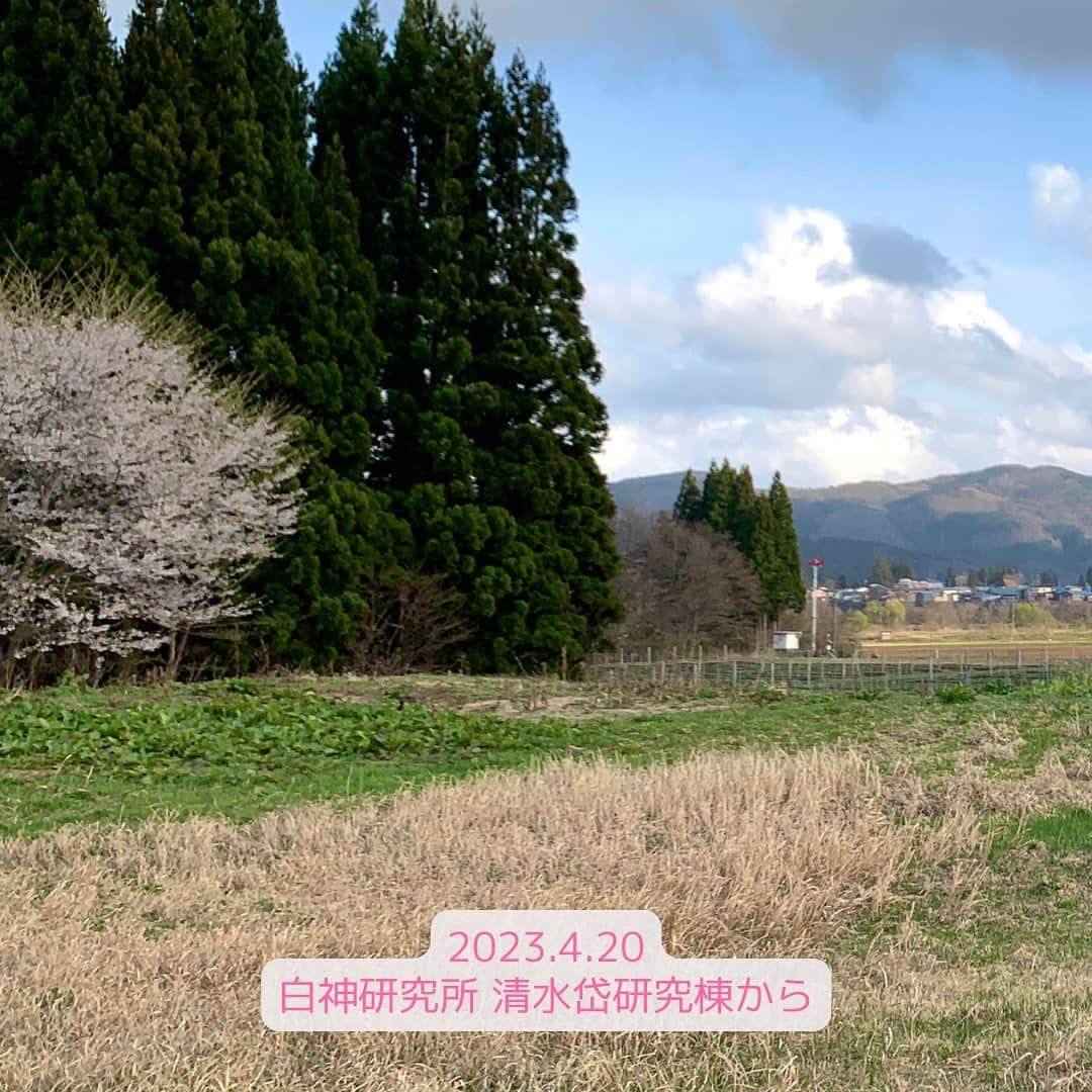 IGNIS イグニスさんのインスタグラム写真 - (IGNIS イグニスInstagram)「🌿白神研究所「産地からの便り」🌿花咲き、芽吹く春。生命の神秘を感じて 🌸🌱🌸🌱  一日中お散歩をしたくなるような陽気に包まれ、 たくさんの植物が一斉に芽吹いています。 足元のオオイヌノフグリから見事に咲いた桜まで！ 藤里町を歩いていると春をたくさん見つけることができます。  ウイキョウに続いて、 カワラヨモギとアオジソも種まきをしました。 カワラヨモギの種は砂粒のように小さいので、 匙ですくってやさしく土に置きます。  アオジソの種もとても小さく、 慎重に指でつまんで埋めてあげます。 どちらも4月の中旬には小さく芽吹いていました。  この小さな種からやがて大きな葉が広がる様子は 毎年見ていてもとても不思議で、 まさに生命の神秘だと感じます。  本格的な栽培シーズンが始まり、 活発に動き出した植物とともに研究員も大忙し。  すっかり雪が溶けた白神ファームもついに畑開き！ 温室での苗づくりだけでなく、 畑を耕す作業もそろそろスタートです！  ✼••┈┈••✼••┈┈••✼ 植物の恵みを肌に届けるために。 植物を育むところからとことんこだわって。  公式サイトでも 研究員が綴る日々の記録を写真とともに公開中です。 プロフィールのURLよりぜひご覧ください🌿 @ignis_official ✼••┈┈••✼••┈┈••✼  #IGNIS #イグニス #白神研究所 #オーガニックファーム #こだわりの自然素材 #植物の力 #オーガニック #無農薬 #無農薬栽培 #白神山地 #春の訪れ #春爛漫 #春到来 #桜 #今年の桜 #オオイヌノフグリ #春の花 #種まき #種 #発芽 #畑開き #栽培 #植物栽培 #白神産カワラヨモギ #白神産アオジソ #カワラヨモギ #アオジソ」4月28日 11時46分 - ignis_official