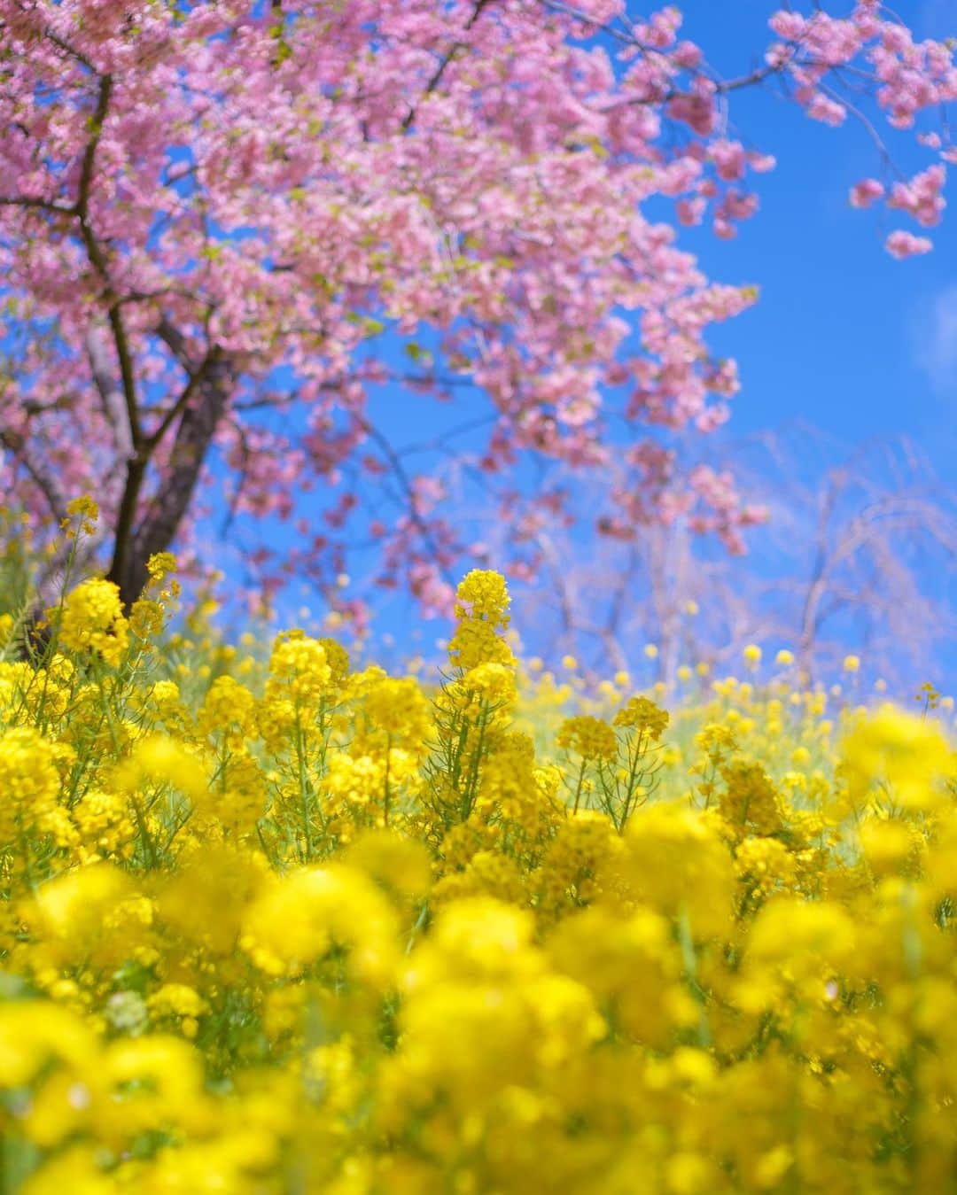SHOCK EYEさんのインスタグラム写真 - (SHOCK EYEInstagram)「春を振り返る。 来年はもっと沢山綺麗な花を撮ろう＾＾」4月28日 11時46分 - shockeye_official