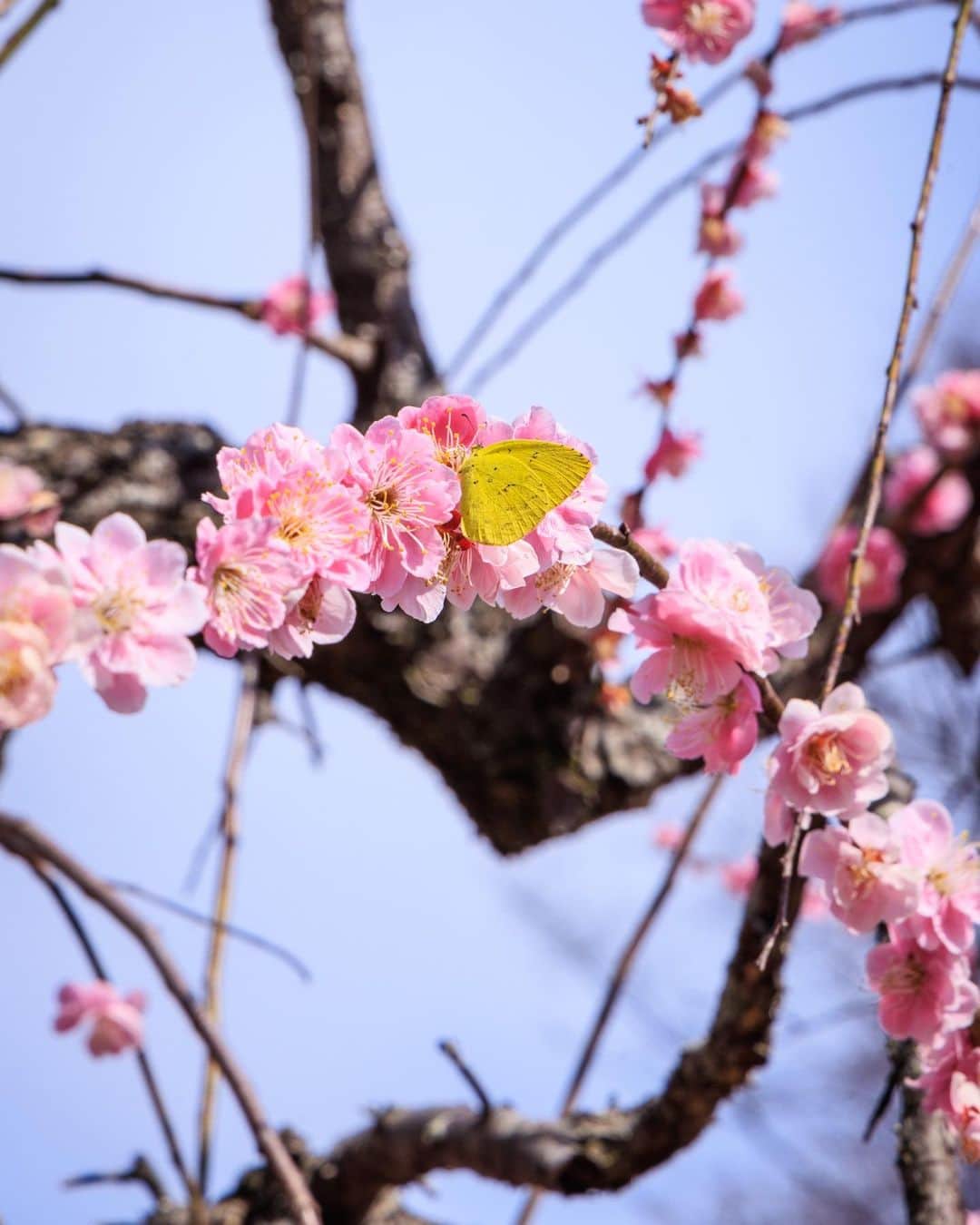SHOCK EYEさんのインスタグラム写真 - (SHOCK EYEInstagram)「春を振り返る。 来年はもっと沢山綺麗な花を撮ろう＾＾」4月28日 11時46分 - shockeye_official