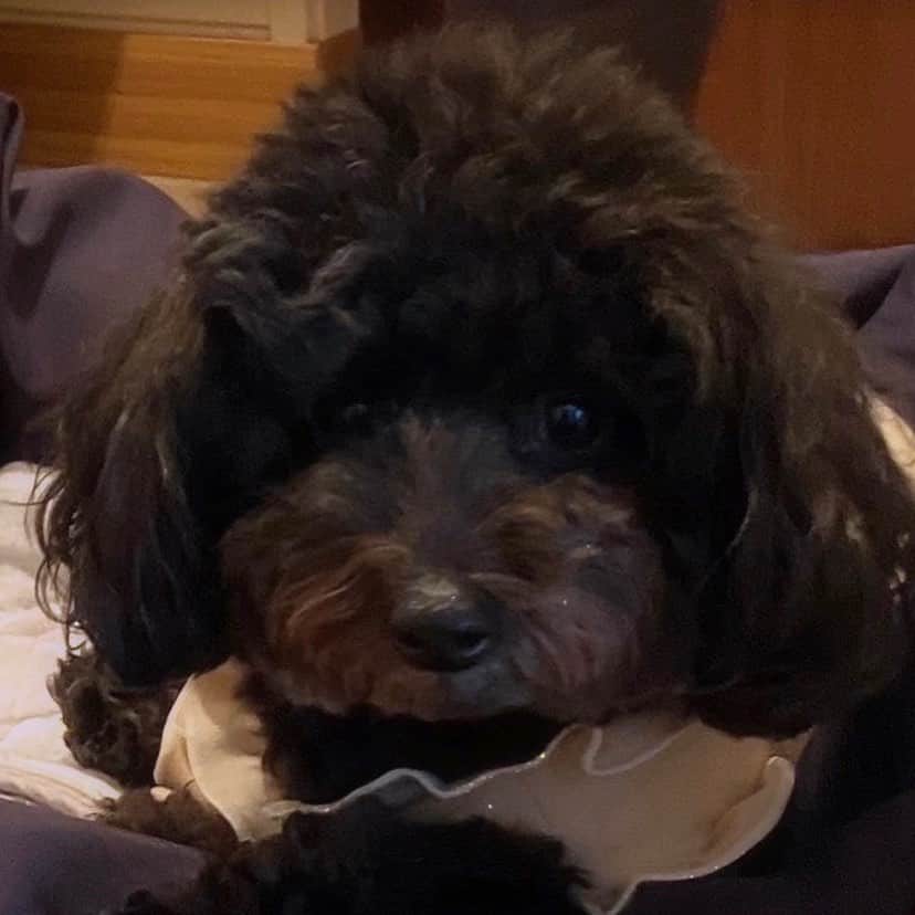 ソントン株式会社さんのインスタグラム写真 - (ソントン株式会社Instagram)「【ジャムアート】 5月13日は愛犬の日ということで、 今日は私の愛犬をジャムアートにしてみました🐶  私の愛犬は黒のトイプードルです🖤✨ …いや、本当はもっとかわいいんですよ❗️(笑) 愛犬のかわいさを表現できるほど、私のスキルが追いつかず🫤…  1つ言うならば、 わが愛犬は真っ黒なので、写真を撮ったりしても目の位置が分かりにくかったりするところが、ジャムアートでも再現できているかも。 (画像2枚目が溺愛中のわが愛犬です🥰)  みなさんの愛犬自慢も聞きたいです🙋‍♀️ ぜひコメント欄で教えてください✌️  〈材料〉食パン、パンにぬるホイップクリーム ピーナッツ、ゆるり日和 黒ごまクリーム、パンにぬるホイップクリーム ミルク  #愛犬の日 #犬のいる暮らし #犬スタグラム #犬好きさんと繋がりたい #イヌスタグラム #わんこ #わんこのいる生活 #トイプードル #パンにぬるホイップクリーム #ゆるり日和 #やってみよう #ジャムアート #趣味 #暇つぶし #トーストアート #パン #パン活 #食パン #トーストアレンジ #柄トースト #食パンアート #ジャム大好き #パン好きな人と繋がりたい #ジャム #クリーム #パンのお供 #ソントン #sonton #ソントンのある生活」5月12日 18時00分 - sonton.official