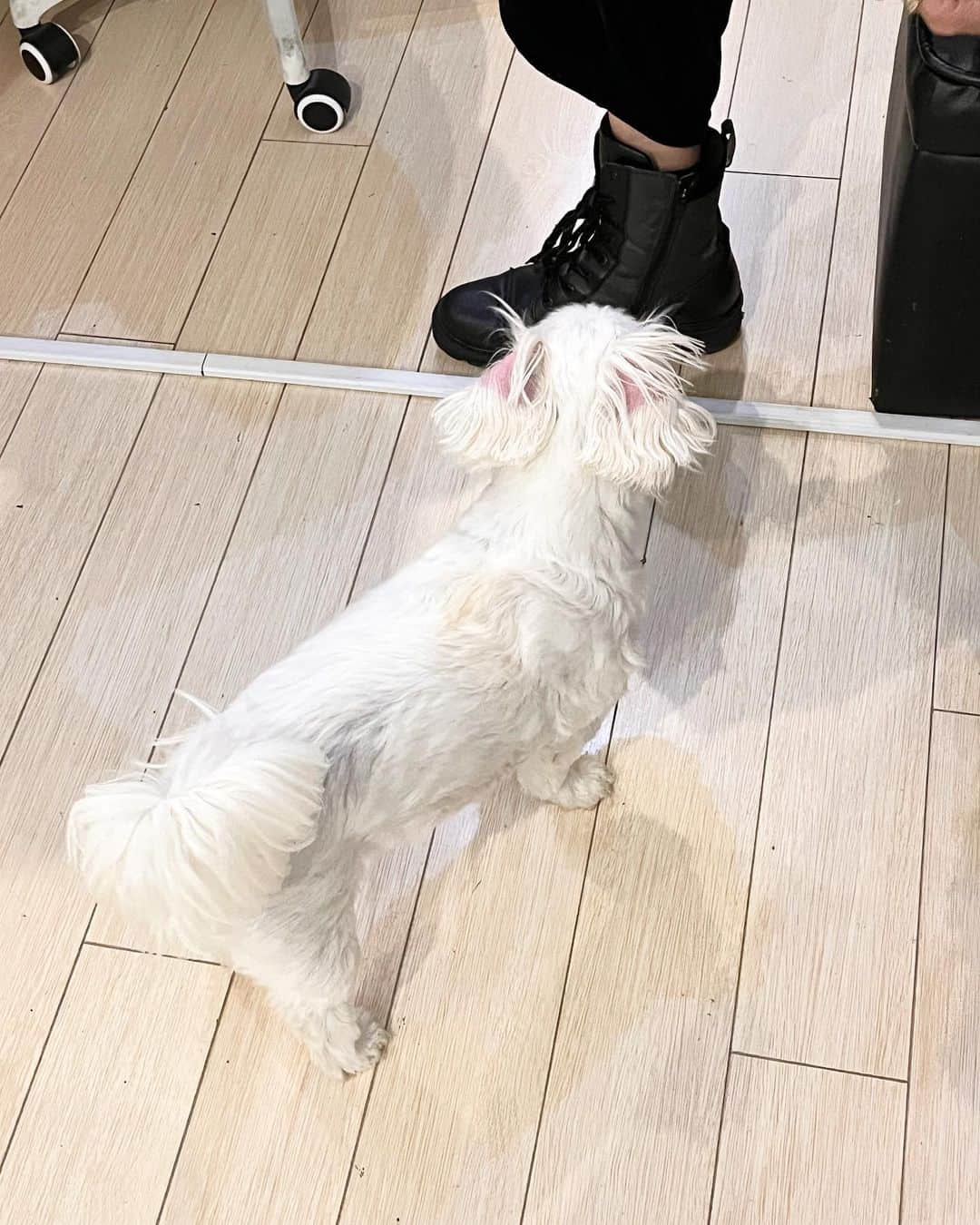 前田友香さんのインスタグラム写真 - (前田友香Instagram)「犬と私  デービット かわいすぎる♡  #犬と私 #犬 #dog」4月28日 12時00分 - yukamaeda.maeyuka
