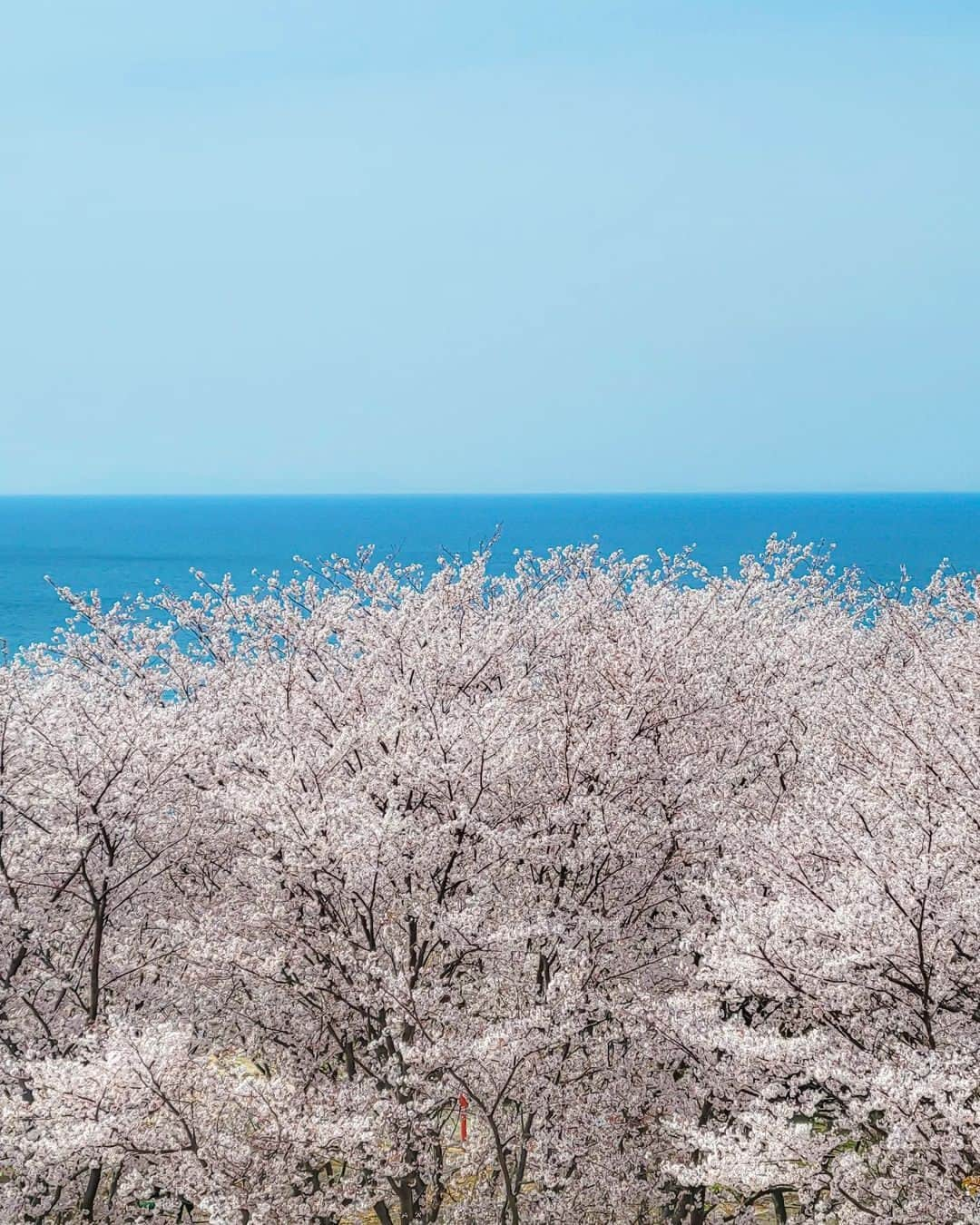 Galaxy Mobile Japanさんのインスタグラム写真 - (Galaxy Mobile JapanInstagram)「満開の桜と青い空がキレイなお写真🏞️ まっすぐと真ん中で、上下に分かれているのが美しいですね☀  グリッドラインを表示させて撮影すると、水平・垂直にバランスよく撮影できます📷  本投稿では Galaxy で撮影された写真・動画をご紹介。 皆さまの #withGalaxy の投稿をお待ちしております✨  📸#withGalaxy #GalaxyS21 Photo by @sonoshin.046.photo さん   #Galaxyのある生活 #Galaxy #Galaxy好き #誰かに見せたい風景 #写真好きな人と繋がりたい #カメラ好きな人と繋がりたい #キリトリセカイ #写真で伝えたい私の世界 #カメラ越しの私の世界 #ファインダー越しの私の世界 #スマホ #スマホカメラ #スマホ写真」4月28日 18時00分 - samsungjpn