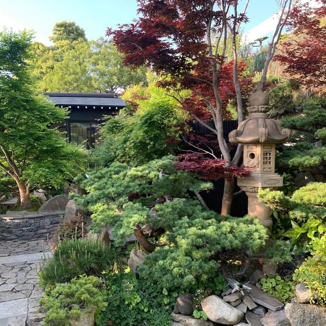 デヴィ・スカルノさんのインスタグラム写真 - (デヴィ・スカルノInstagram)「世界的庭園デザイナーの 石原和幸先生が プロデュースされている、長崎県 三原市の 「三原庭園」を 訪れてまいりました。 気持ちの良い、見晴らしの良い 高台に  位置しています。石原先生が 入り口で お迎えくださいました。  お庭に 足を 踏み入れてみて びっくり！！ あまりの 広さと 美しさに 圧倒されました。 私は こちらの庭園に、GLIONの 田畑利彦社長から 贈られた、石原先生の 五葉松の盆栽を 預かって頂いております。大きさは 幅1メートル弱、 奥行き 約40ｃｍ、高さは 60cm 程 もある、 大作です。一度、家まで 運んで頂いたのですが、 あまりにも 立派だったため、きちんと管理して 頂けるよう、石原先生に お預け致しました。 久々に 対面した 五葉松の盆栽は 変わらず 美しく、素晴らしい 見応えでした。  先生 自ら、管理を してくださっていました。 本当に ありがとうございます。   「三原庭園」は 日本庭園 あり、西洋的な 要素も ありの、独創的な お庭でした。 計算しつくした デザイン なのでしょうが、 どこか 牧歌的な 雰囲気も あります。 英国式庭園とも 似ていますが、やはり 違う、 石原先生 独自の 世界が 広がっていました。 これから 植えるであろう 花々も 沢山あり、 色とりどりで 可愛らしかったです。    歩き進めていると、壁に 花を 描いている女性に 出会いました。青山明生さん、東京を 拠点に 活動されている、デザイナー だそうです。 こちらも 青山さんが 描かれたもの。 とても 素敵ですね。   広大な庭園の中には、ロマンチックな サロンがあり、 乙女の 夢のような世界に 溢れている お部屋が 幾つもあり、それぞれが コーヒー・ショップや ブティックに なっていて、来園する方々を 楽しませておりました。結婚式や コンサート のような イベント等にも 使用されるそうです。 その他にも 和室や、アトリエなど、石原先生の 趣向を凝らした 様々な施設が ありました。   頭のコブが特徴的、ビビッドな熱帯魚、 ”幸せを呼ぶ魚” フラワーホーン キングカムファ。 ...何と 話しかけると 寄って来ました！  人の指先を追って、泳ぐ姿は まるで ワンちゃんのよう。   「三原庭園」は とにかく広く、様々な要素で 構成されていて、驚きの 連続でした。これで 入場無料というのは、本当に 凄いことです。 石原先生は、長崎県は 日本一人口減少が 激しく、 シングル・マザーが 多い上、雇用も ままならず、 急な坂が多い町を 何とか 魅力ある町にし、 沢山の方が 訪れ、人々が 楽しく暮らせるように  三原町に「三原庭園」を 造られました。 独り 頑張っておられます。 収入源は 全て、コーヒー・ショップ、ブティック、 憩いのテラス から だけだそうです。 皆さま、長崎に 行かれた際には、ぜひ 「三原庭園」を 訪れてみてくださいませ。」4月28日 12時06分 - dewisukarnoofficial