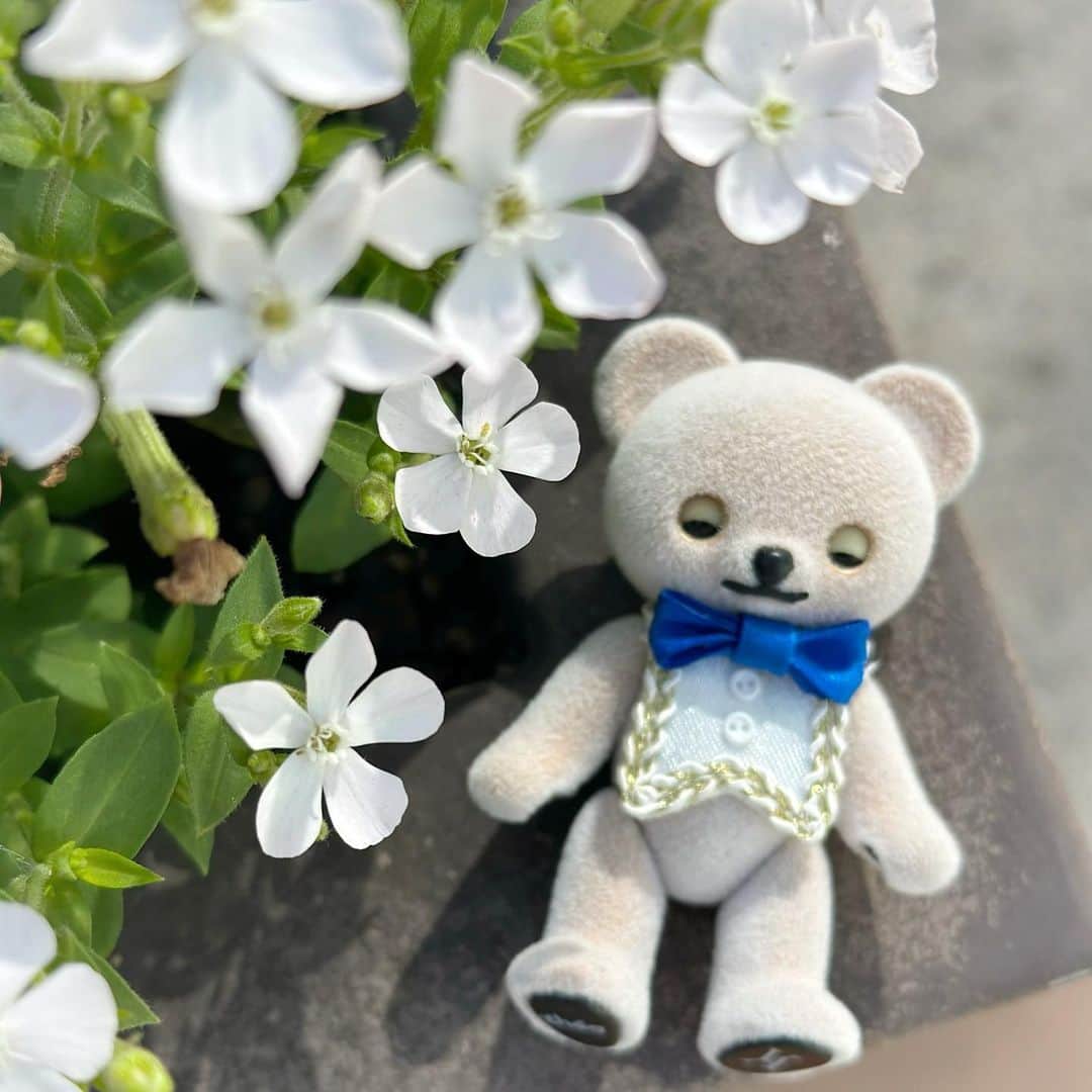 ヴァンドーム青山さんのインスタグラム写真 - (ヴァンドーム青山Instagram)「. 「お花畑でお昼寝しちゃうテオくん。気持ちのいい春日和です。」  ------------ ハニーベアとのコラボレーションにより実現したオリジナル「くまのテオくん」ドール。 ヴァンドーム青山のブランドアンバサダーとして活躍してきたキャラクターが、遂にかわいいドールになりました。  ▪️ハニーベア くまのテオくん コラボレーションモデル ¥7,150 税込 ------------  #vendomeaoyama #ヴァンドーム青山 #ヴァンドーム青山50ans #くまのテオくん #honeybear  #ハニーベア #ハニーベアとの暮らし  #jewelry #accessories  #ミニチュア #フィギュア #ぬい撮りさんと繋がりたい  #ぬい撮り #おもちゃ #bear #jewelry #accessories」4月28日 12時09分 - vendomeaoyama_official