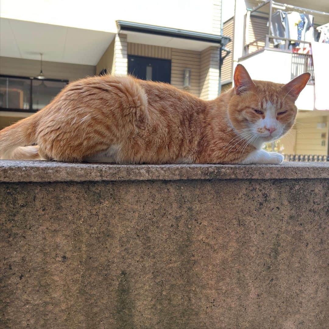 Kachimo Yoshimatsuさんのインスタグラム写真 - (Kachimo YoshimatsuInstagram)「イカスミと時間差で来た。 今朝はシャーも猫パンチもなし｡  #うちの猫ら #猫 #ねこ #ニャンスタグラム #chameshi #にゃんすたぐらむ #ねこのきもち #cat #ネコ #catstagram #ネコ部 http://kachimo.exblog.jp」4月28日 12時26分 - kachimo