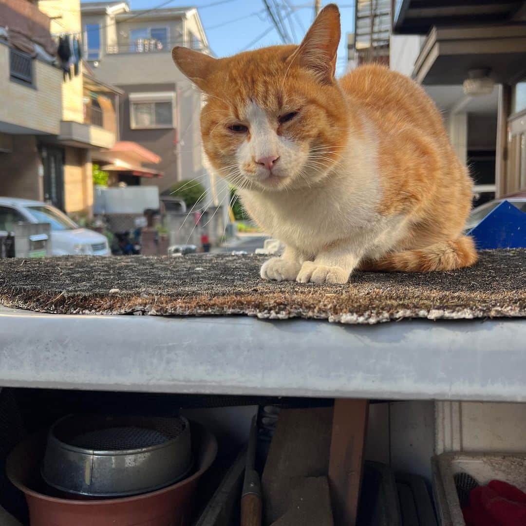 Kachimo Yoshimatsuのインスタグラム：「イカスミと時間差で来た。 今朝はシャーも猫パンチもなし｡  #うちの猫ら #猫 #ねこ #ニャンスタグラム #chameshi #にゃんすたぐらむ #ねこのきもち #cat #ネコ #catstagram #ネコ部 http://kachimo.exblog.jp」