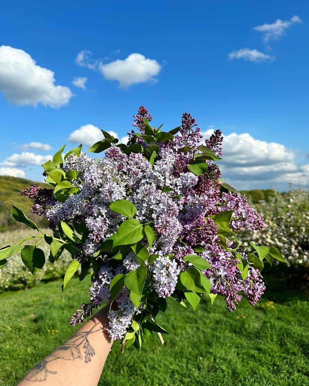 リズ・チェルカソワさんのインスタグラム写真 - (リズ・チェルカソワInstagram)「Lilac season is the best season.」4月28日 12時39分 - lateafternoon