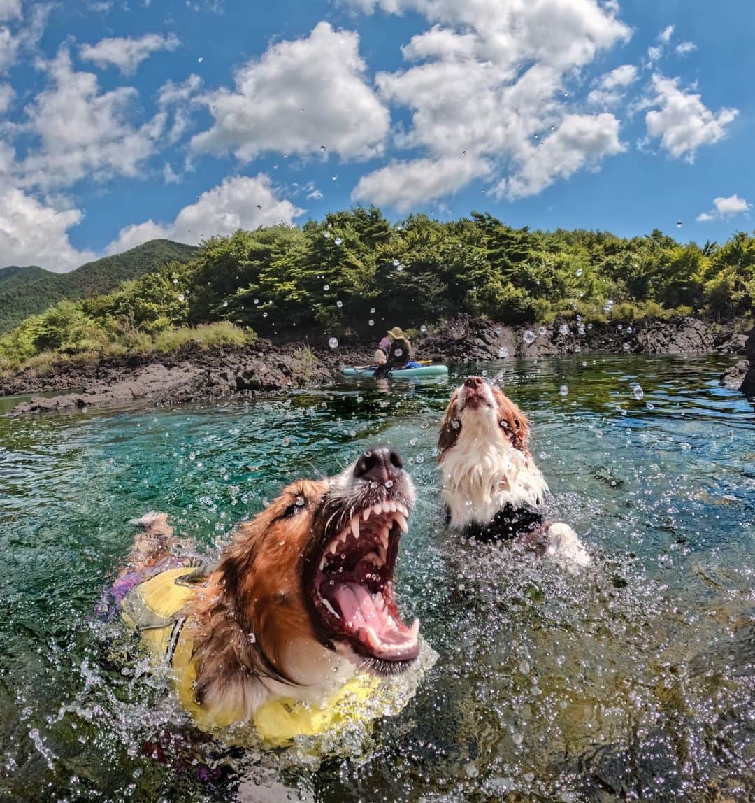 GoProさんのインスタグラム写真 - (GoProInstagram)「水滴が一番の遊具 💦🐶 #本栖湖 から @yu_kimura の一枚。 🐕: @daisuki6969 ・ ・ ・ #GoPro #GoProJP #GoProPets #犬 #夏 #お散歩 #shuumatu」4月28日 12時52分 - goprojp