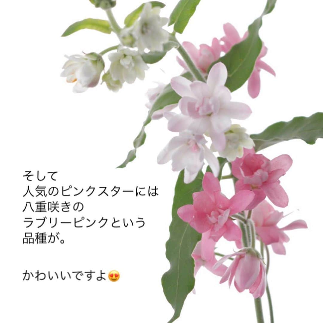 雑誌『花時間』さんのインスタグラム写真 - (雑誌『花時間』Instagram)「ブルースターを飾るとき、茎の切り口から、白い液体がじびじびと出てきますよね。  花時間（@hanajikan_magazine）です。  その白い液体は、「植物乳液」と呼ばれるそう。  タンポポも摘むと、出てきますよね。  乳液は乳液でも、植物乳液は、人によってはお肌のかぶれの原因に😱  植物乳液は、天敵の虫から身を守るための自己防衛のひとつだと言われています。  皮膚がかぶれなくても、そのまんまいけると、水あげの邪魔になります。  ティッシュで拭き取るか、水で洗い流してから、飾ってくださいね。  茎の中にある水の通り道「道管」が塞がれず、水あげがよくなりますよ。  明日からついに、ゴールデンウィークに突入🎊㊗️🌸 と思うと、がんばれますね！　byピーターパン  写真　@tanabe32   【花時間ニュース】 💜『花時間』から、花の定期便がスタートしました🥰　世界でここだけのバラと旬花が届く嬉しいサービスです💕  💜『花時間2023春夏』〈春のピンク！夏のブルー！〉大好評発売中！  💜『花と短歌でめぐる 二十四節気 花のこよみ』大好評発売中  すべて @hanajikan_magazine のプロフィールのリンクから飛べます✈️  『花時間』本誌や書籍は全国の書店、ネット書店でも発売中✨  #花時間 #フラワーアレンジ #花が好き #ブルースター #花が好きな人と繋がりたい #花を飾る #花を飾る生活 #花屋さんへ行こう」4月28日 12時50分 - hanajikan_magazine