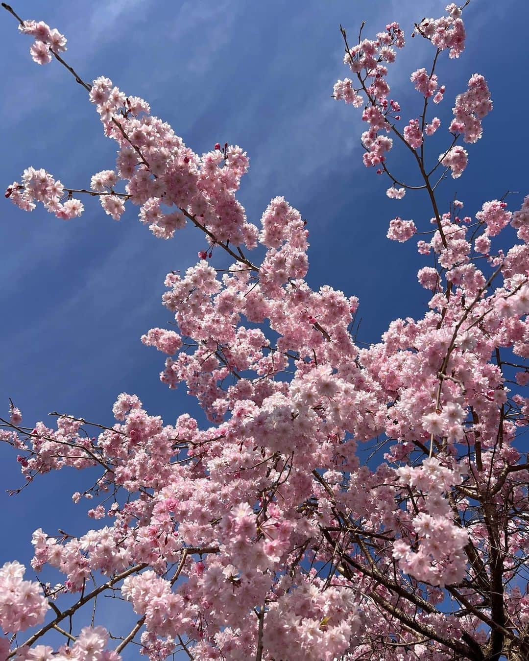 如月蓮さんのインスタグラム写真 - (如月蓮Instagram)「. 桜の思い出😊 きれいだったなぁ🌸 . . . #如月蓮 #RENスタグラム」4月28日 13時40分 - kisaragi.ren2