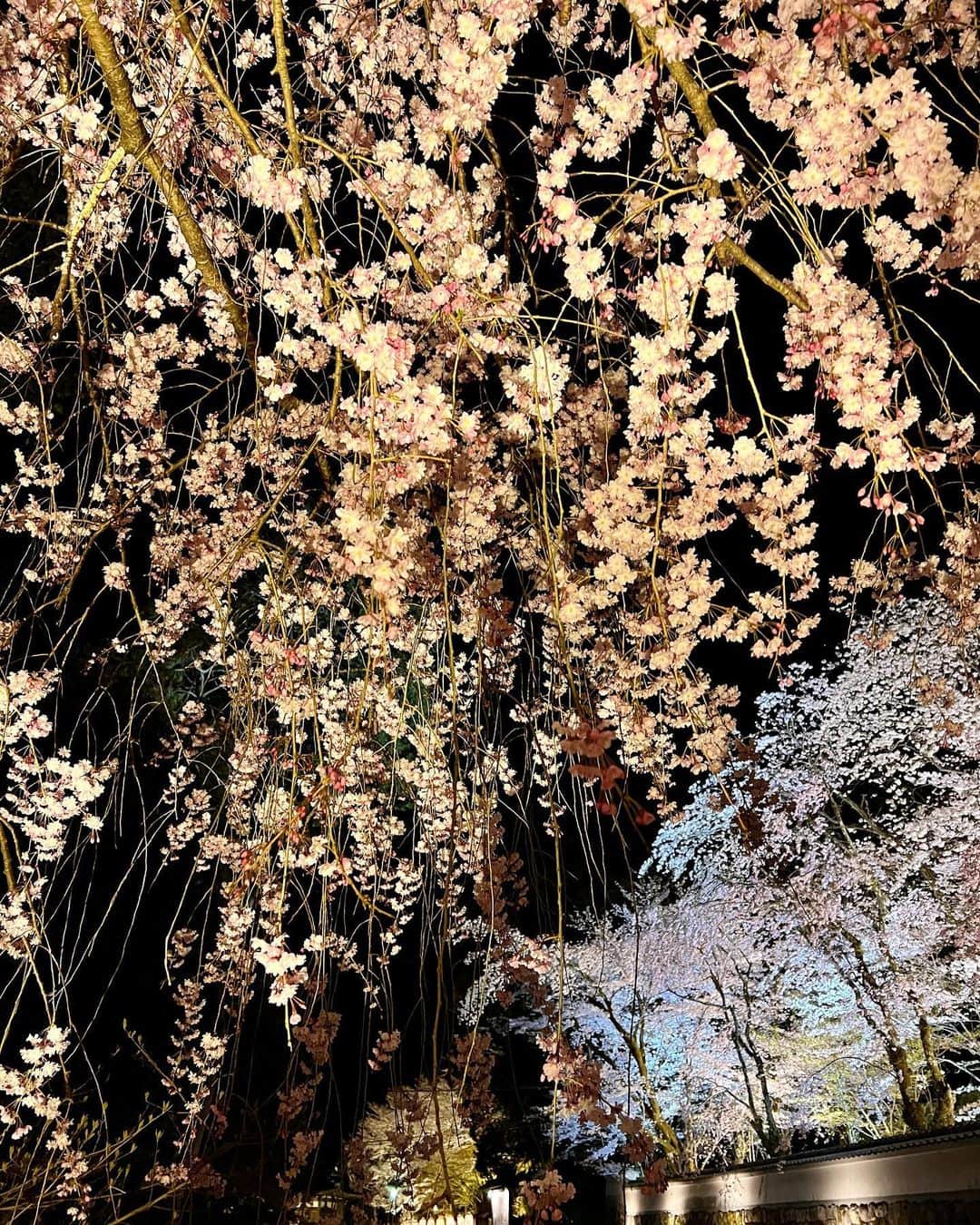 如月蓮さんのインスタグラム写真 - (如月蓮Instagram)「. 桜の思い出😊 きれいだったなぁ🌸 . . . #如月蓮 #RENスタグラム」4月28日 13時40分 - kisaragi.ren2