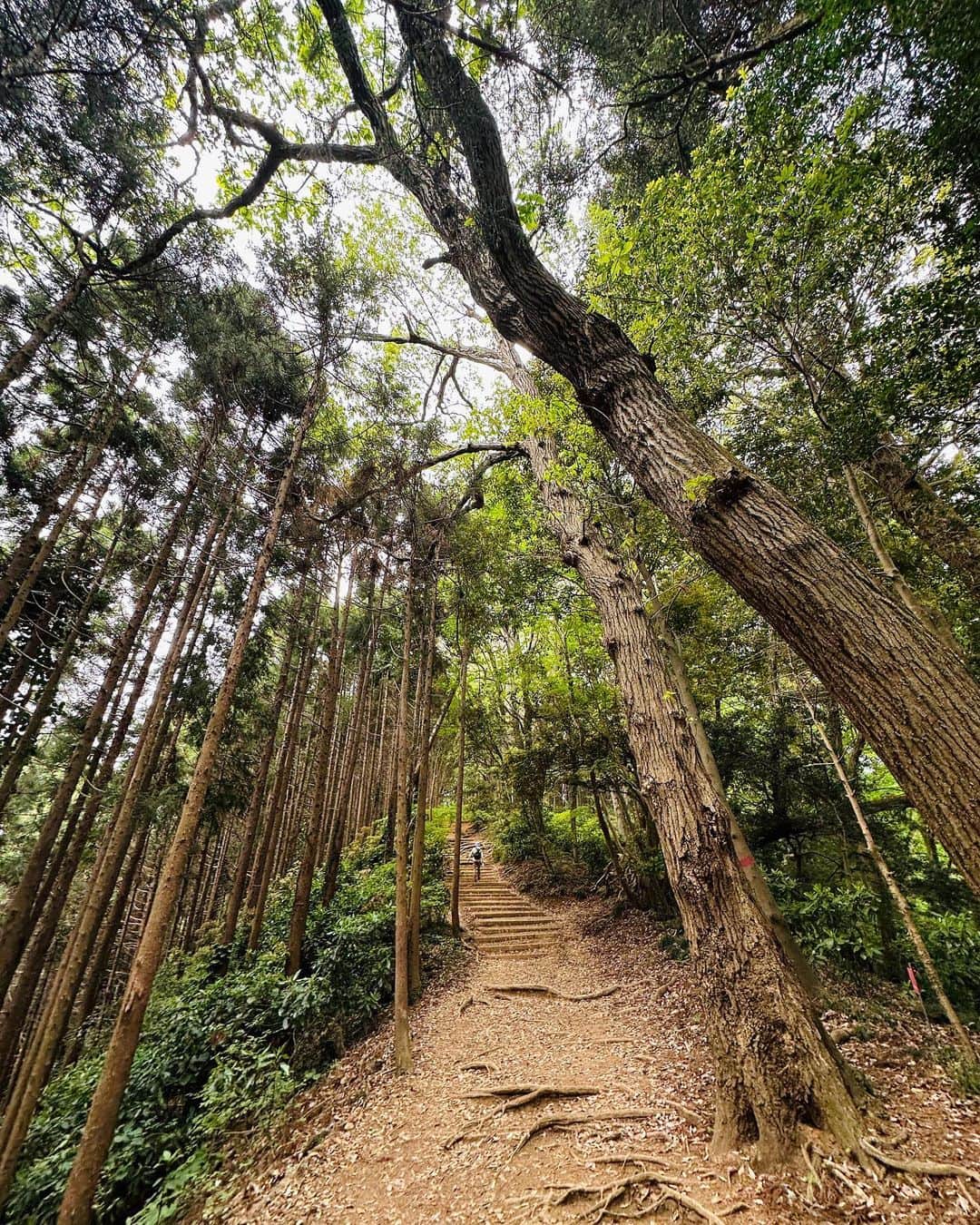 藤井美加子のインスタグラム：「🌳🦜 先日の登山で見た景色  都会の喧騒から離れて 自然の中にいると これ以上の贅沢はないなーと感じます。  都会に戻るとまた色んな欲は出るけど　 それもまた原動力で… バランス⚖️を大切にしたいです。  　 いよいよGWですね♩ みんなどこ行くのかなー？ お休みの方は楽しく お仕事の方は程よく🤝 良い時間をお過ごしくださいませ〜。  #ゴールデンウィーク #新緑 #自然 #私のお休みは美術館巡りと #日舞の自主練」