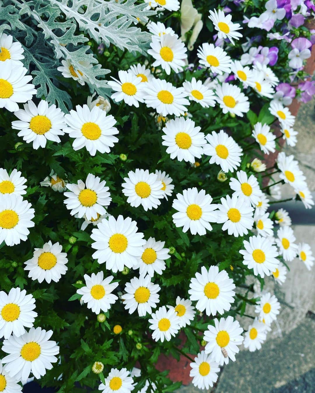 清水あすかさんのインスタグラム写真 - (清水あすかInstagram)「#beautifulflowers  #flowers  #お花 #asukahimeflower」4月28日 13時41分 - asukahime1015