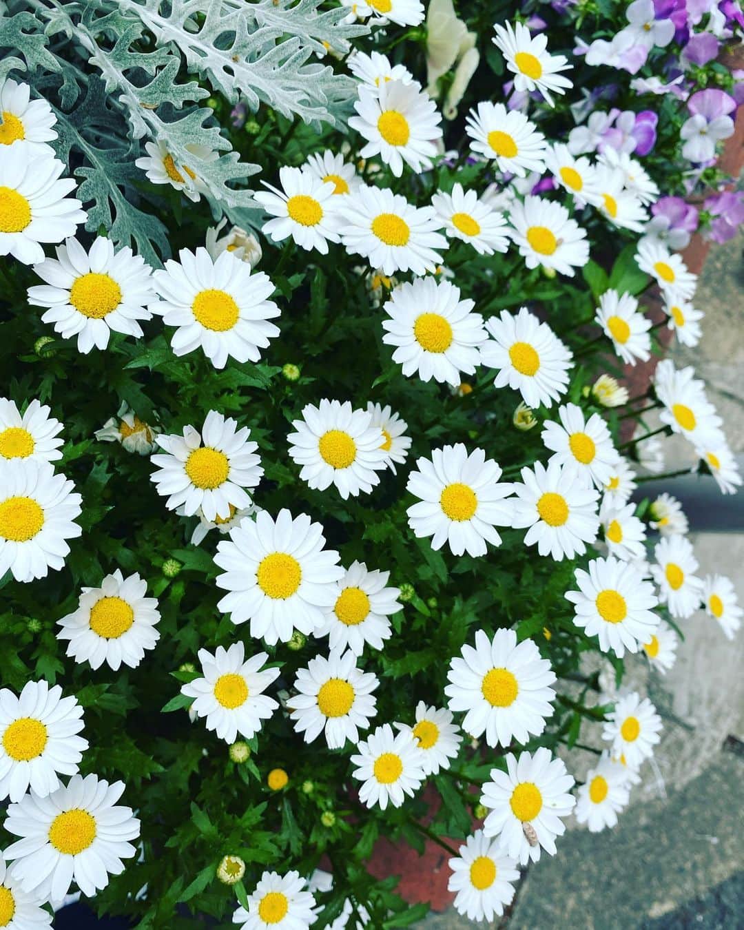 清水あすかのインスタグラム