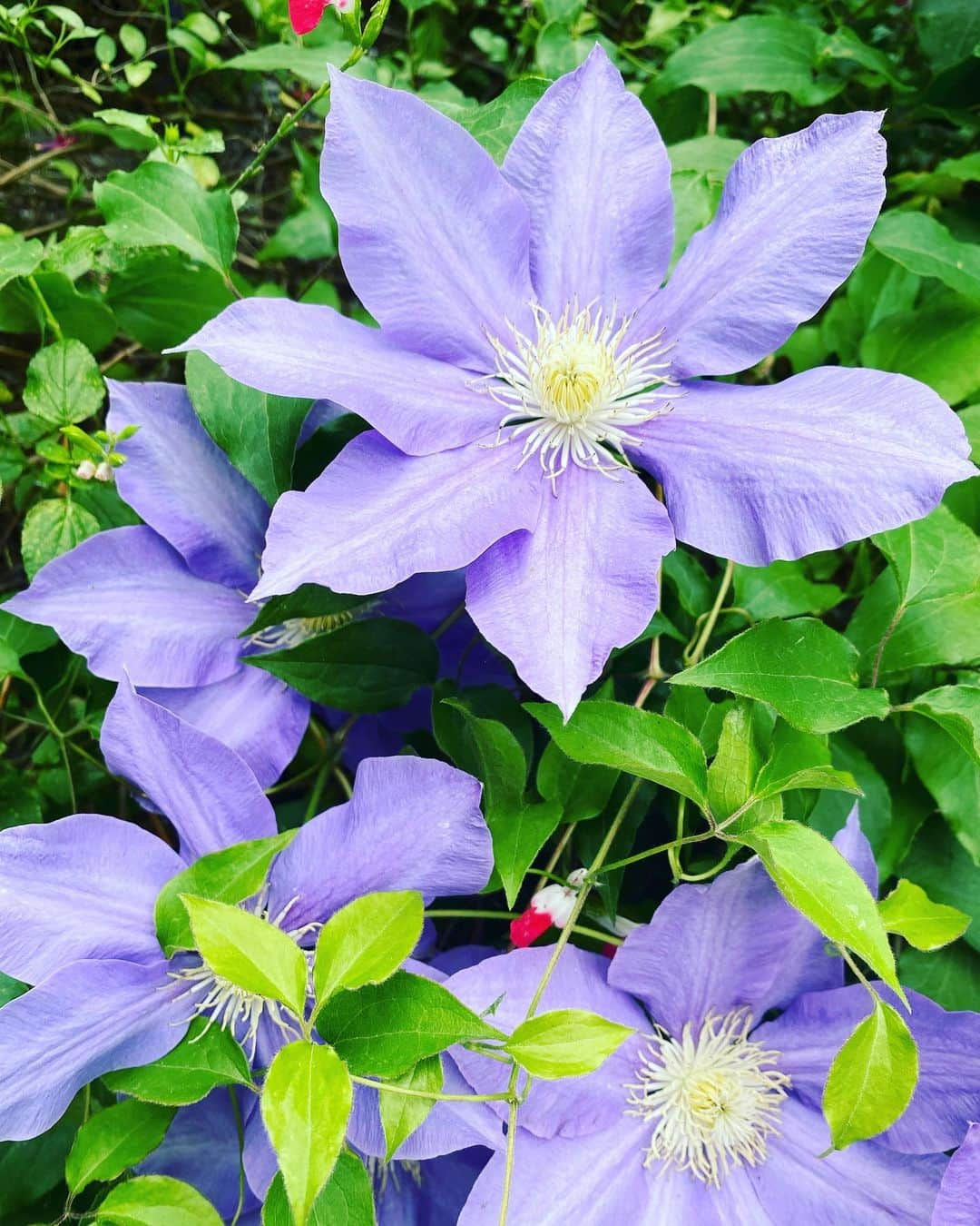 清水あすかさんのインスタグラム写真 - (清水あすかInstagram)「#beautifulflowers  #flowers  #お花 #asukahimeflower #クレマチス」4月28日 13時42分 - asukahime1015