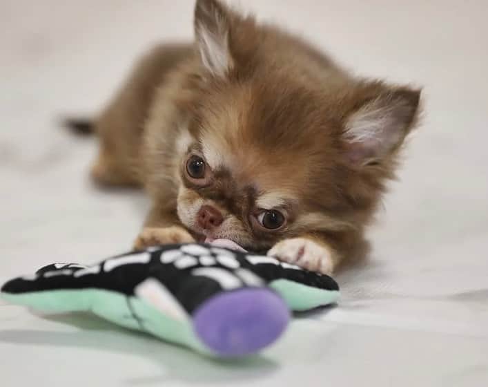 犬小屋??のインスタグラム：「今日のだんな様❤️ 誕生から116日め🐣 おもちゃ遊びを中断して ただいま高速移動中🚗 暴れられないからあくびしてます💦  #chihuahua  #chihuahualife  #チワワ #チワワ大好き  #ちわすたぐらむ  #だんなすたぐらむ  #キンダーガーテンアミ #canon」