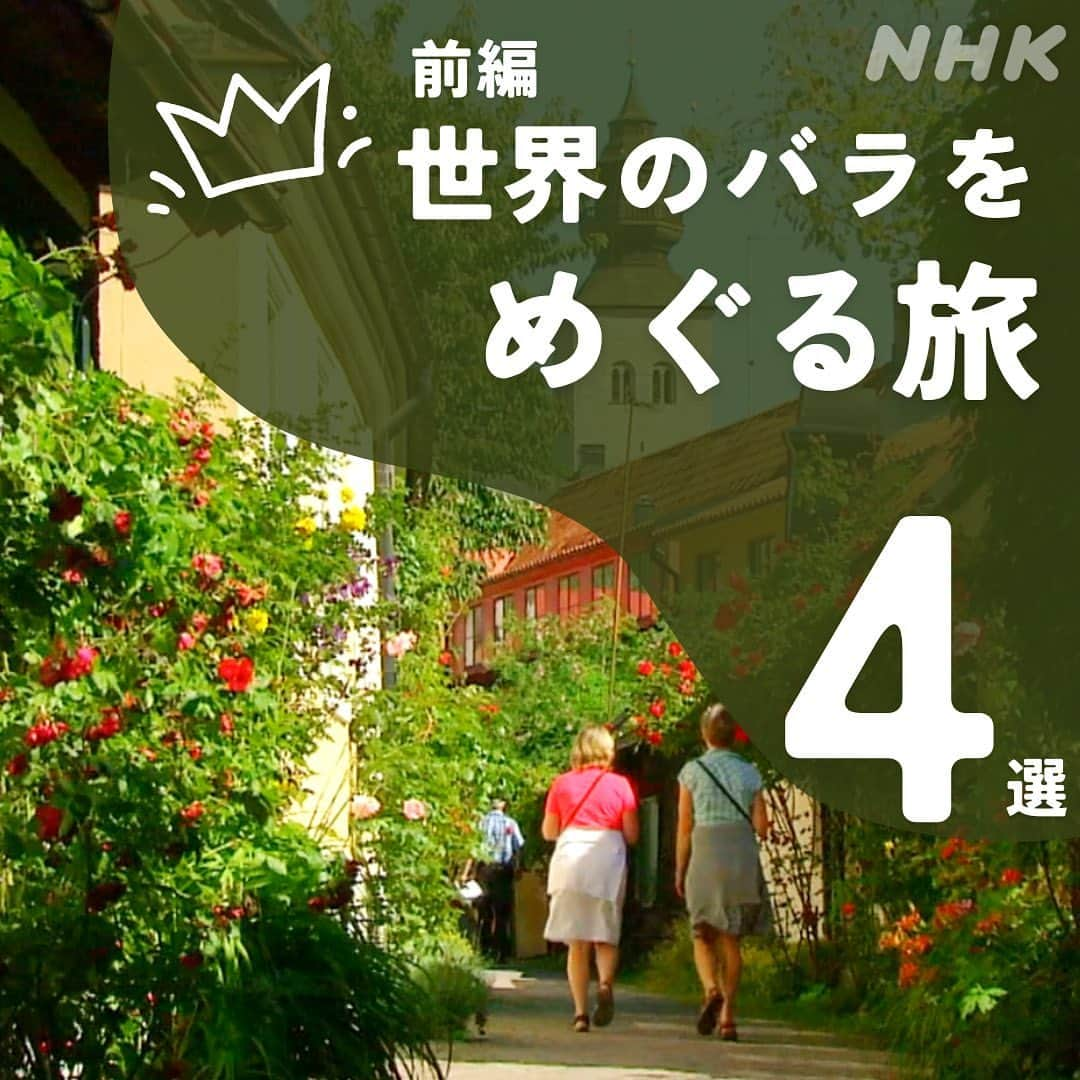 NHK「世界はほしいモノにあふれてる」のインスタグラム：「＼✈️バラを愛でる世界旅🌹／  こんにちは！  前回の投稿の「ヘルシンキの久屋大通」への 皆さんのコメントに思わずほっこりした、 元名古屋市民🏯スタッフ🐱です。 私事にも、たくさんの温かいコメントをくださり、 本当に本当にありがとうございます！  さて、この時期、街で色とりどりの花を見かけますが、 そろそろバラのシーズンですね🌹 ということで、世界のバラをめぐる旅を 2回にわたってお届けしますよ〜✨  そしてまもなく大型連休！ 皆さんはどのように過ごす予定ですか💐  連休のなかほど、みどりの日に🍀 3月に放送したイギリスの花旅がアンコール！🇬🇧  「春の英国SP！幸せの花束をめぐる旅」 5月4日（木•祝）午前9時15分〜　NHK総合 (一部地域を除く)  ご覧いただけたらうれしいです！ NHKプラスでの配信もございますので、 連休はアクティブに旅行✈️という方も お楽しみいただけます🐱  #バラ　#スウェーデン　#ゴットランド　#世界遺産 #羊　#ひつじ　 #ケニア　#サファリツアー #海外旅行 #バラ好きさんと繋がりたい #花のある暮らし　#イギリス　 #鈴木亮平　#JUJU  #神尾晋一郎 #せかほし」