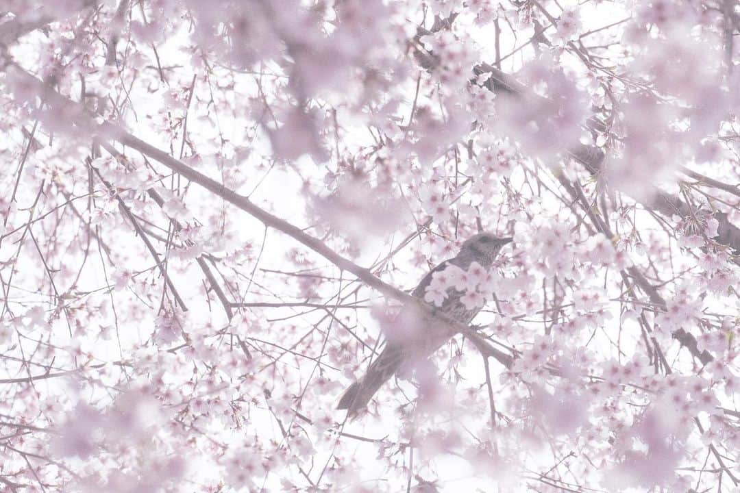 naorinmoonのインスタグラム：「歩くたびに撮らさる桜🌸 今日はひよどりが啄んでた  ⁡ ⁡ ⁡ ⁡ ⁡ ⁡ ⁡ ⁡ ⁡ ⁡ ⁡ ⁡ ⁡#桜 #ヒヨドリ  #fujifilm #fujifilm_xseries #ifyouleave  #hellofrom #hokkaido #instagramjapan #ig_japan_ #still_life_nature #nowheredialy #still_life_mood  #reco_ig #nature_brilliance #minimalmood #bird_watchers_daily #tv_flowers #flower_daily  #ig_eternity #thinkverylittle #genic_mag #into_the_screen  #moody_nature #ourmomentum #heart_imprint」