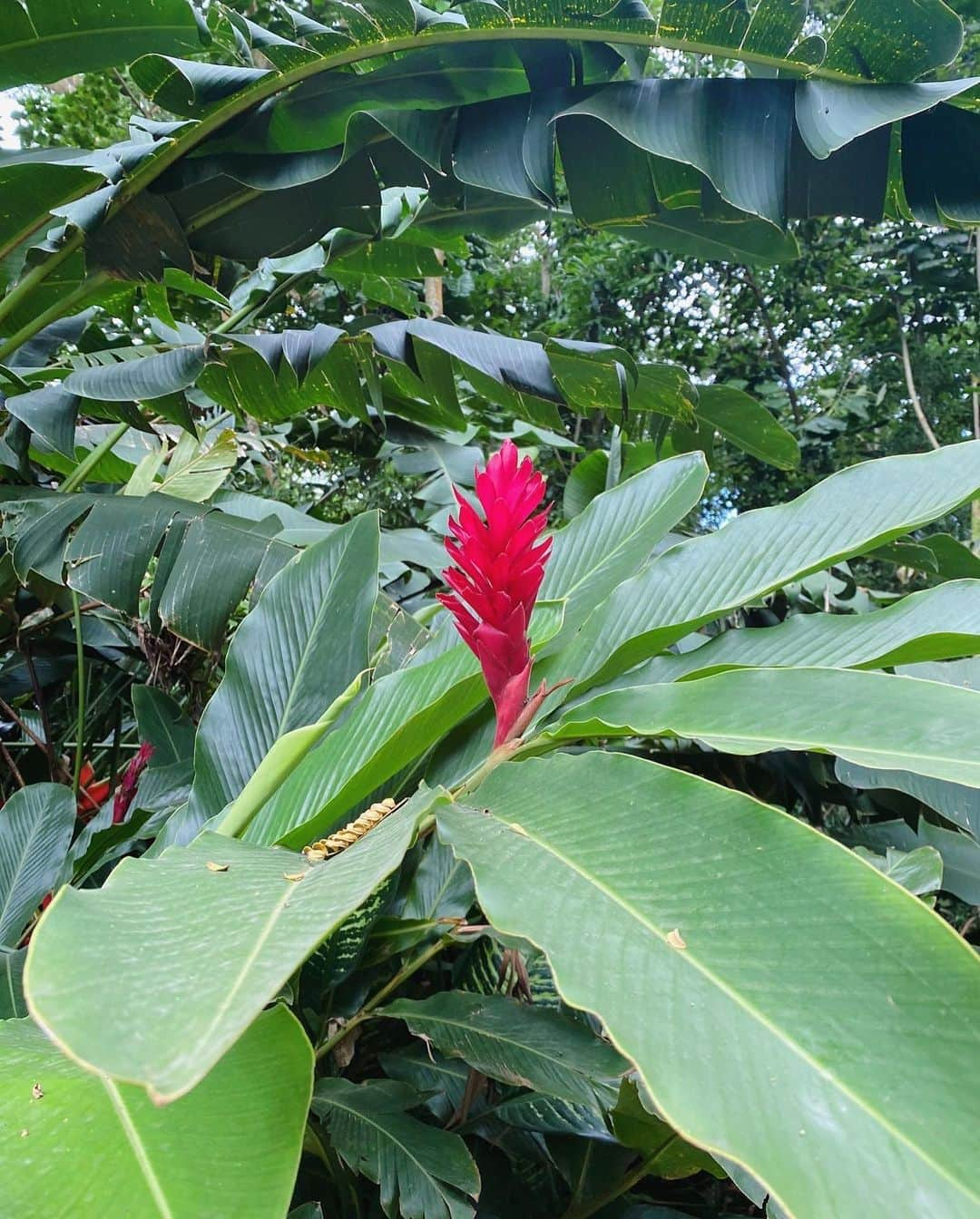 井上奈保さんのインスタグラム写真 - (井上奈保Instagram)「🌳🌿🦎🌱🌲🪲 何度も訪れているHawaiiですが まだ行ったことないところに行ってみようと マノアの滝にhikingしに来たら 中々なjungleでした！ わぁ、自然は本当にすごいね 改めて大切にしたいなぁと。  4枚目がとっても感動的だったのだけど 写真では全然何も伝わらなくて残念🥲  #hawaii #manoafalls」4月28日 15時17分 - inouenaho1207