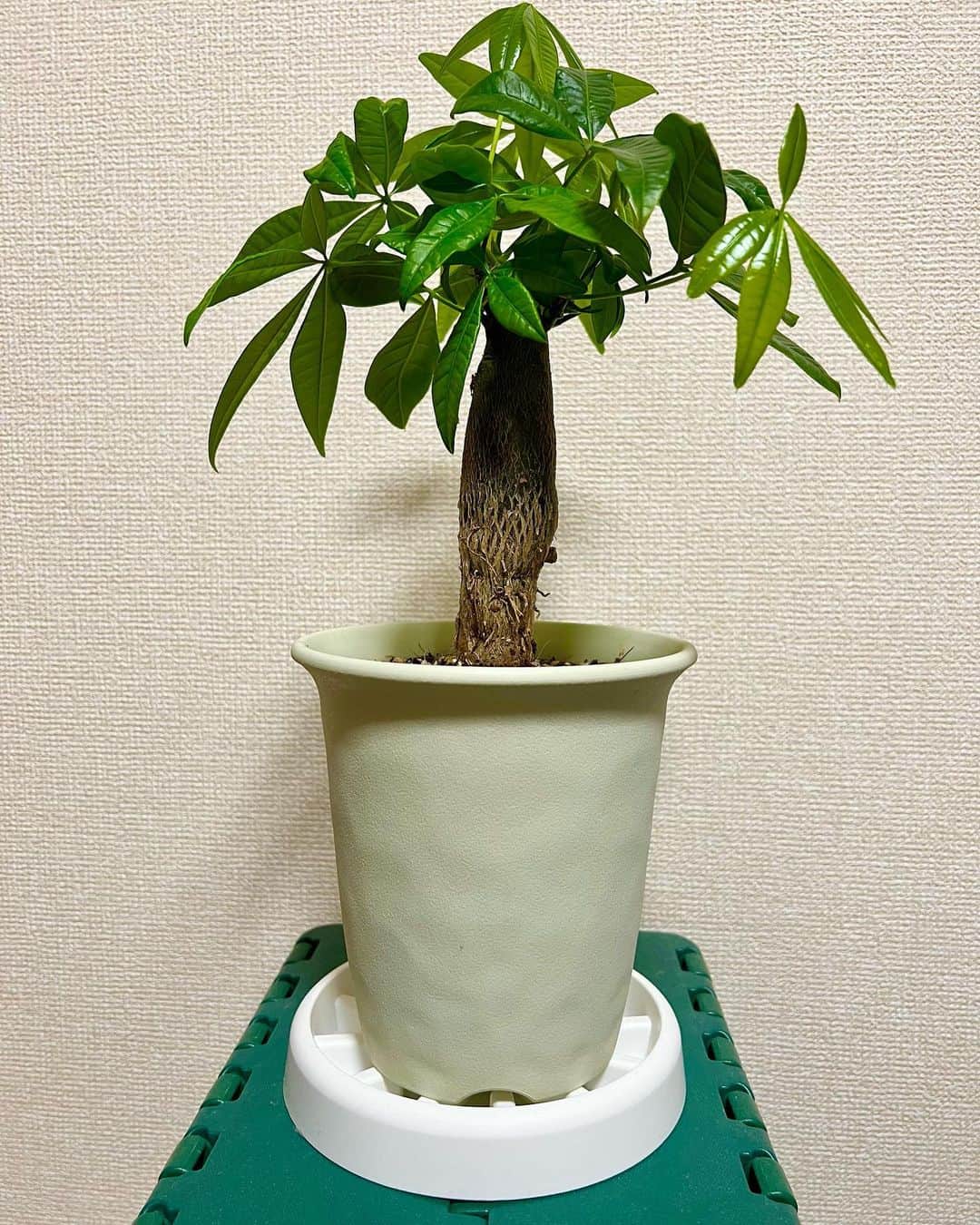 のインスタグラム：「観葉植物に詳しい方教えてください！ 初めて観葉植物のパキラを去年10月から育て始め半年。 春が来て成長期になりました。 マルのついた写真は4月10日に撮ったんですが 約2週間で➡︎ぐらいに大きくなりました。 生きてるなぁと実感！ あと詳しい方に質問です。 木の部分の細くなってる所は土の中に入れた方がいいんですかね？ 教えてください。 #観葉植物 #パキラ」