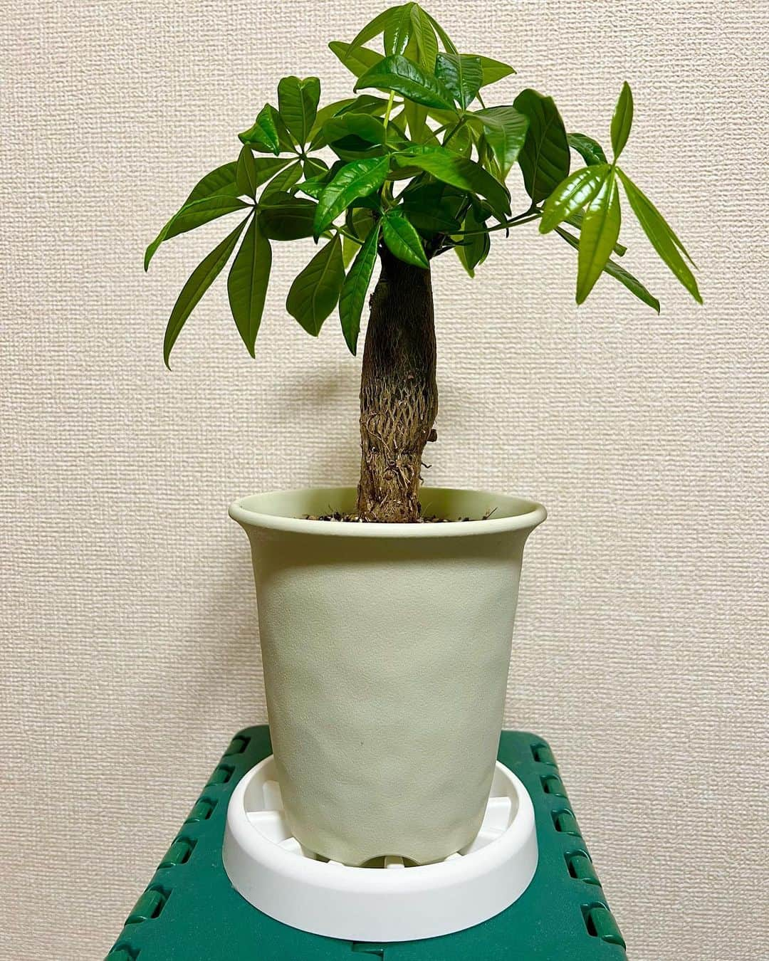 西尾季隆のインスタグラム：「観葉植物に詳しい方教えてください！ 初めて観葉植物のパキラを去年10月から育て始め半年。 春が来て成長期になりました。 マルのついた写真は4月10日に撮ったんですが 約2週間で➡︎ぐらいに大きくなりました。 生きてるなぁと実感！ あと詳しい方に質問です。 木の部分の細くなってる所は土の中に入れた方がいいんですかね？ 教えてください。 #観葉植物 #パキラ」