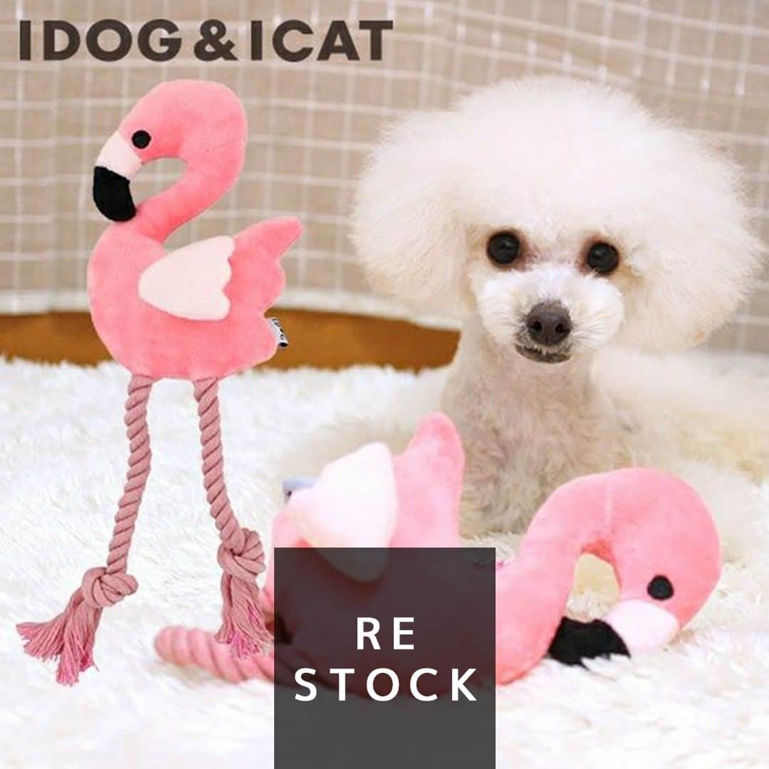 iDog&iCatのインスタグラム