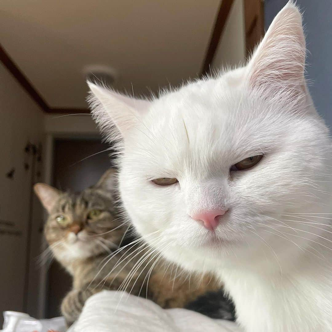 9GAGさんのインスタグラム写真 - (9GAGInstagram)「judging you 📸 @pepper_udon - #cat #judging #notimpressed #mood #memes #9gag」4月28日 16時00分 - 9gag