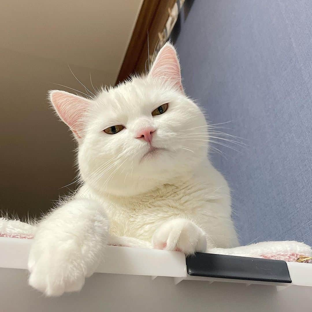 9GAGさんのインスタグラム写真 - (9GAGInstagram)「judging you 📸 @pepper_udon - #cat #judging #notimpressed #mood #memes #9gag」4月28日 16時00分 - 9gag