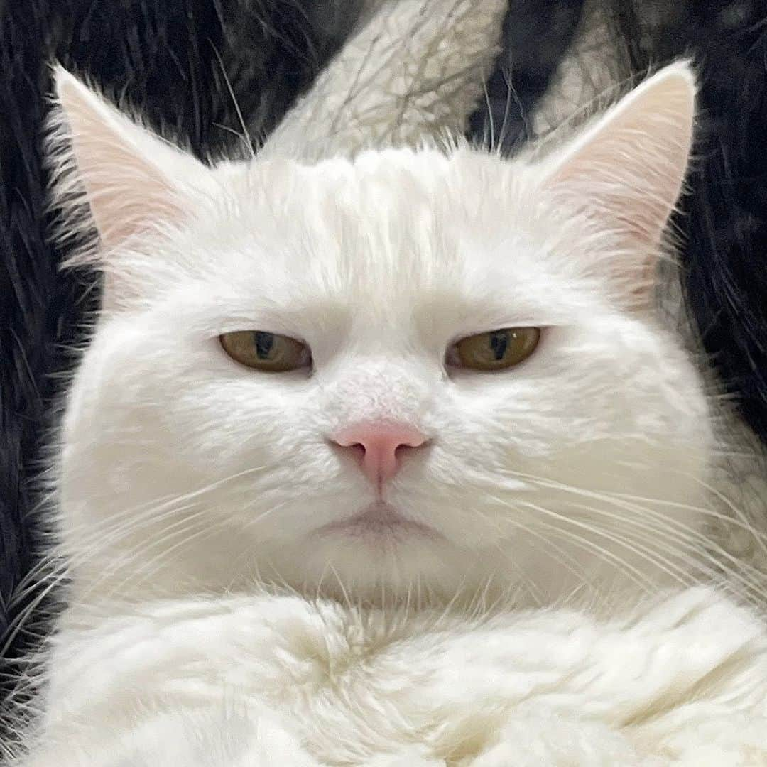 9GAGさんのインスタグラム写真 - (9GAGInstagram)「judging you 📸 @pepper_udon - #cat #judging #notimpressed #mood #memes #9gag」4月28日 16時00分 - 9gag