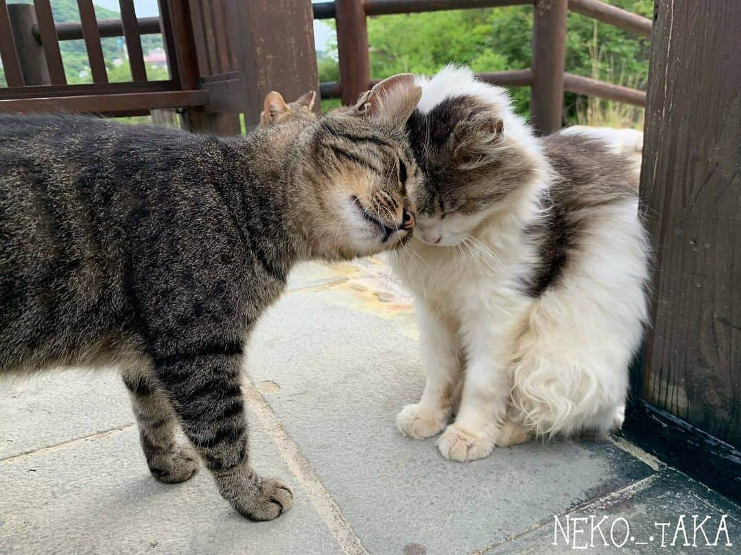 NEKOくらぶさんのインスタグラム写真 - (NEKOくらぶInstagram)「|| 挨拶☺︎ @neko._.taka さんの作品ですにゃ（＝ΦωΦ＝） * いいね！＆コメント大歓迎！！ * #nekoclub #NEKOくらぶ #Japan #Photo #写真 #日本 #cat #ネコ #ねこ #猫  Follow: @nekoclub_jpn * ▼【廣済堂出版共同企画】NEKOくらぶの皆さまとつくる「NEKOくらぶ写真集」、発売中♪（＝ΦωΦ＝） ※詳細は本アカウント「 @nekoclub_jpn 」のプロフィールに固定しているハイライトから * ※当アカウントでシェアさせていただいた作品は、東京カメラ部YouTubeアカウントでも投稿者様のお名前入りでご紹介させていただく場合があります。これらの使用に関して原則通知は行いませんので、予めご了承ください。 ※各種法令、マナー、関係者の指示に従った撮影をお願いします。 *Please ensure that your photography adheres to all relevant laws, etiquette, and instructions issued by authorized persons. ※本アカウントは東京カメラ部がFacebook、Instagramのサービスを利用して運営しているもので、Meta社・Instagramとは一切関係ありません。」4月28日 16時00分 - nekoclub_jpn