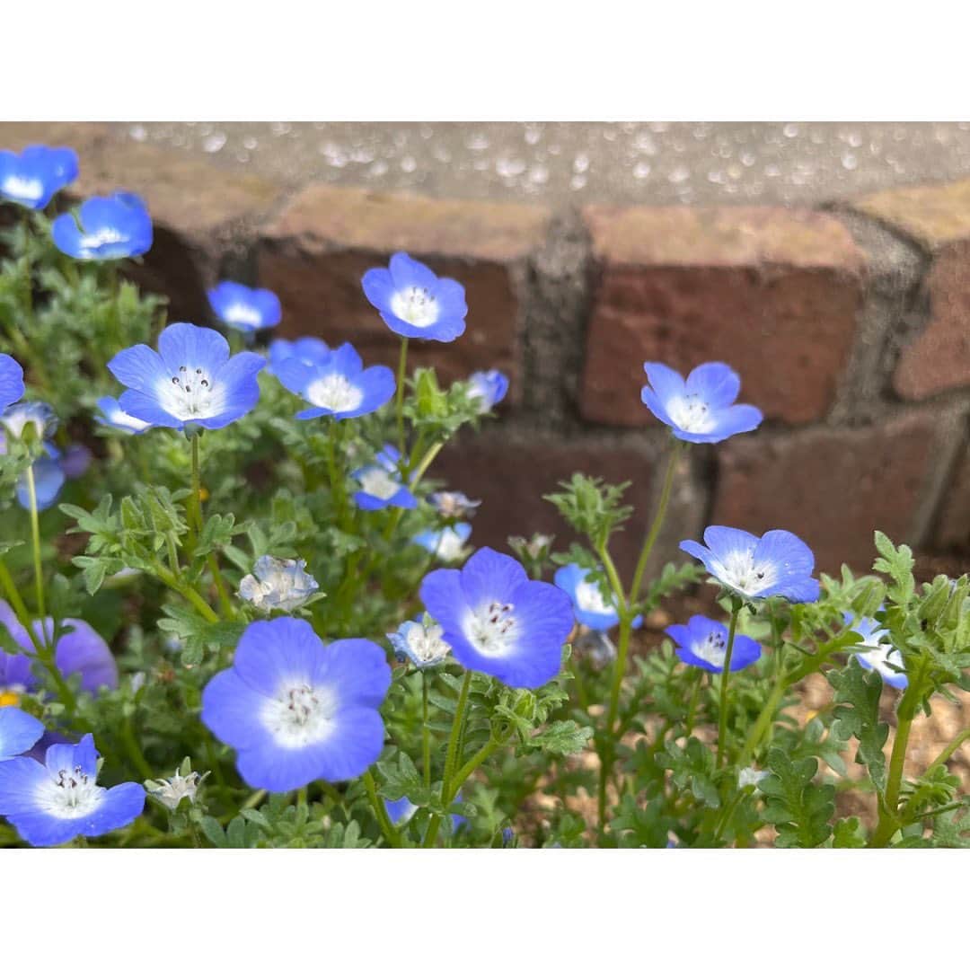 のインスタグラム：「💠 💠 💠 ⁡ 今年こそ見に行こうと思ってた一面のネモフィラ畑。 土日じゃないオフの日で、天気が良い日で、満開に近いタイミングで、な〜んて思ってたら結局スケジュールが合わなくて行けずじまい… 欲を出しすぎちゃダメですね🤭 ⁡ 最近そんな反省をしてた中、道を歩いてたら花壇にネモフィラを見つけてしばし癒された今日でした☀️ ⁡ GWは皆さんどんなご予定ですか？ 私は少し久しぶりに兄と会う約束をしました🙌🏻 そして引き続き撮影も。がんばります！」