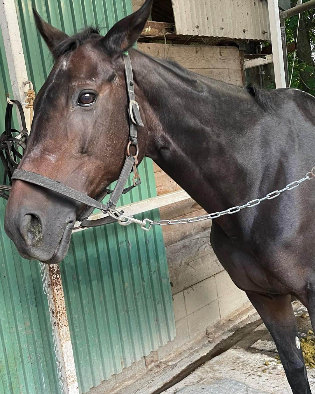 中谷彩伽さんのインスタグラム写真 - (中谷彩伽Instagram)「. 乗馬ライセンス5級合格しました🐴  無資格だと乗れないクラブでも乗れるようになり、 何より自分のモチベーションにもなりました✨  次は4級目指すぞ🔥🔥 . . .  #乗馬 #乗馬女子 #乗馬クラブ #乗馬ガール #乗馬初心者 #ノンノ #ノンノ専属読モ #ノンノ専属読者モデル #なかやん #中谷彩伽 #なかやん乗馬日記 #乗馬コーデ #乗馬コーディネート #乗馬ファッション #乗馬用品 #チャップス #ブーツ」4月28日 16時07分 - nakaya_ayaka_78