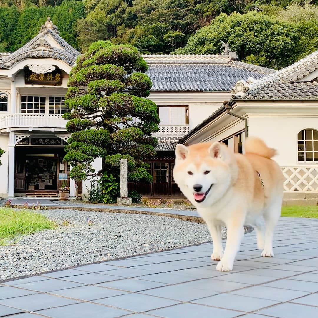 Kazumi-Gakumamaさんのインスタグラム写真 - (Kazumi-GakumamaInstagram)「西伊豆松崎町の「重要文化財岩科学校」🏫 (ｼﾞｭｳﾖｳﾌﾞﾝｶｻﾞｲｲﾜｼﾅｶﾞｯｺｳ) *  今回は犬の岳を伴った為、入館は叶いませんでしたが、松崎に行くと必ず訪れるほど好きな観光スポットです。 *  なまこ壁をいかした、社寺風建築様式とバルコニーなど洋風を取り入れた伊豆地区最古の小学校です🎒 *  正面玄関に掲げられてある「岩科学校」の扁額は、時の太政大臣三条実美(さんじょうさねとみ)の書で、その上の龍は入江長八が棟梁の「のみ」を借りて彫ったと伝えられています。 *  作法や裁縫の授業にも利用されていた2階客室の西の間の欄間には、名工入江長八によってほどこされた美しい千羽鶴が、一羽一羽形を変えて描かれています✨ この千羽鶴は左官技法と色彩技法を巧みに融合させた長八作品の傑作です。  お問合せは、#松崎町観光協会 まで ℡ 0558-42-0745 🐾----*----*----*----🐾  "Iwashina School, an Important Cultural Property" in Matsuzaki-cho, Nishiizu. * I was unable to enter the museum this time because I was accompanied by my dog, Gaku, but it is one of my favorite sightseeing spots that I always visit whenever I go to Matsuzaki. * It is the oldest elementary school in the Izu district that incorporates Western-style architecture such as shrines and temples and balconies, making use of namako walls. * The horizontal plaque of “Iwashina School” at the front entrance is the calligraphy of Sanjo Sanetomi, Daijo-daijin (Grand Minister of State) at the time.  It is said that Chohachi Irie borrowed the chisel from the master carpenter to carve the dragon on the horizontal plaque. * In the transom of the west room of the guest room on the 2nd floor, which was also used for etiquette and sewing classes, the beautiful 1000 paper cranes made by master craftsman Chohachi Irie are painted in different shapes one by one. is a masterpiece of Chohachi's work that skillfully fuses plastering and color techniques. 🐾----*----*----*----🐾 #柴犬 #岳 #柴犬岳 #柴犬ガク#gaku #shibainugaku #shiba #shibainu #shibastagram #いぬすたぐらむ #dogsofinstagram #ワンフルエンサー  #hermoso  #柴犬岳の #松崎町 #伊豆まつざき #伊豆まつざきたのしー #松崎町観光協会 #静岡県 #静岡県観光協会 #静岡観光 #しずおか元気旅 #まちなか散策 #なまこ壁 #鏝絵 #岩科学校 #重要文化財 #入江長八 #三条実美 #20230428」4月28日 16時38分 - shibainu.gaku
