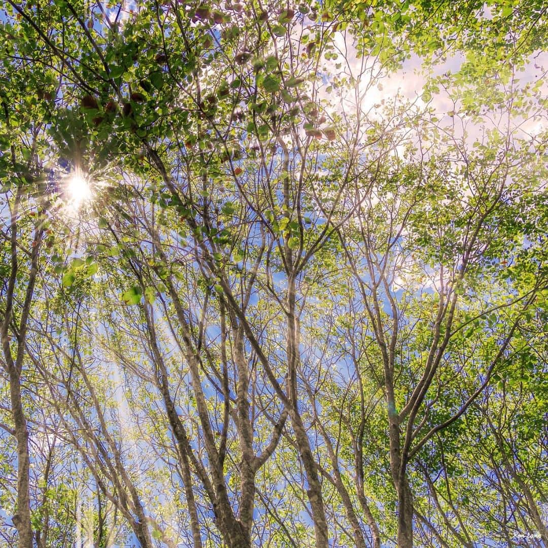 のインスタグラム：「【全米アーバーデー】  Arbor（アーバー）は、ラテン語で『木』を意味し、アーバーデー(Arbor Day)は樹木の保護と植樹を祝う日です。  『全米アーバーデー』(Arbor Day)は、4月の最終金曜日とされていますが、地域によって植樹に適した季節が異なるため、別の日を『植樹の日』としている州もあります。  木々の間から差し込む光がきれいな1枚目の写真は、ノースカロライナ州アッシュビルにある植物園『ノースカロライナ州立植物園』で撮られました。  2枚目の写真は、米国農務省農業研究局が農業研究センターの一部門として運営している米国国立樹木園です。1927年に、米国農務省の主任植物学者フレデリック・バーノン・コヴィルの取り組みにより、法令で設立されました。  #ArborDay #アーバーデー」