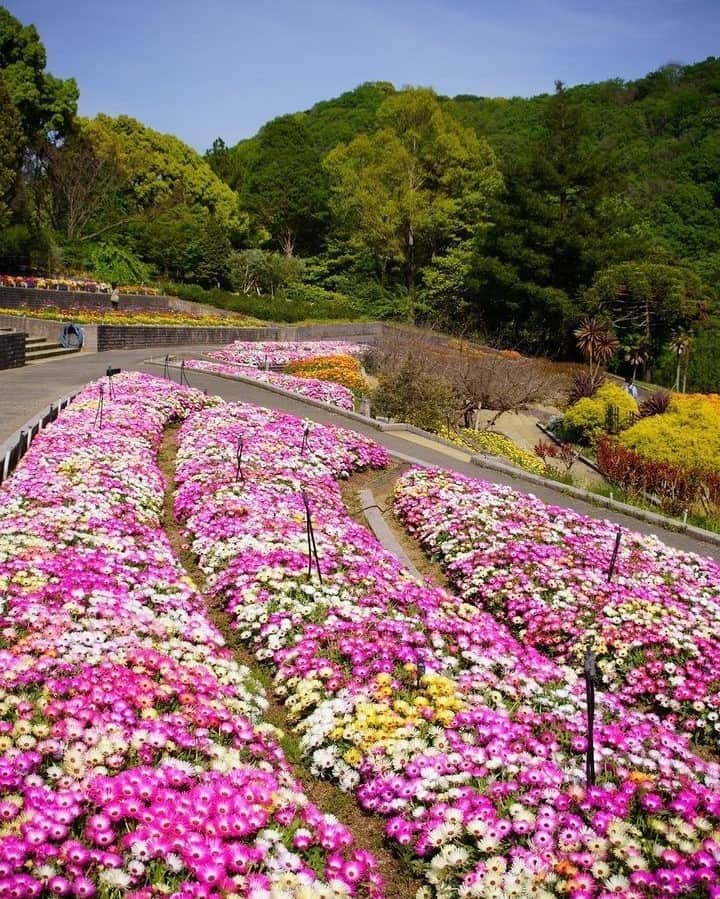 和みわかやまさんのインスタグラム写真 - (和みわかやまInstagram)「. 大阪からのアクセスもいい、和歌山県植物公園緑花センター🍃1年を通して様々な花が咲いてますが、春はカラフルな花が多くてかわいいです😊  📷：@kobebuffaloes 📍：和歌山市近郊エリア 岩出市  和歌山の写真に #nagomi_wakayama のハッシュタグをつけて投稿いただくと、その中から素敵な写真をリポストします😉 . . . #和歌山 #和歌山観光 #和歌山旅行 #わかやま #和みわかやま #wakayama #wakayamajapan #wakayamatrip #wakayamatravel #nagomi_wakayama #wakayamagram #春の花 #緑花センター #和歌山県植物公園緑花センター #春 #リビングストンデージー #springflowers #flowersfestival #botanicalgarden #picnic #旅行 #国内旅行 #旅行好きな人と繋がりたい #観光 #travel #trip #travelgram #japan #travelphotography」4月28日 17時00分 - nagomi_wakayama_tourism
