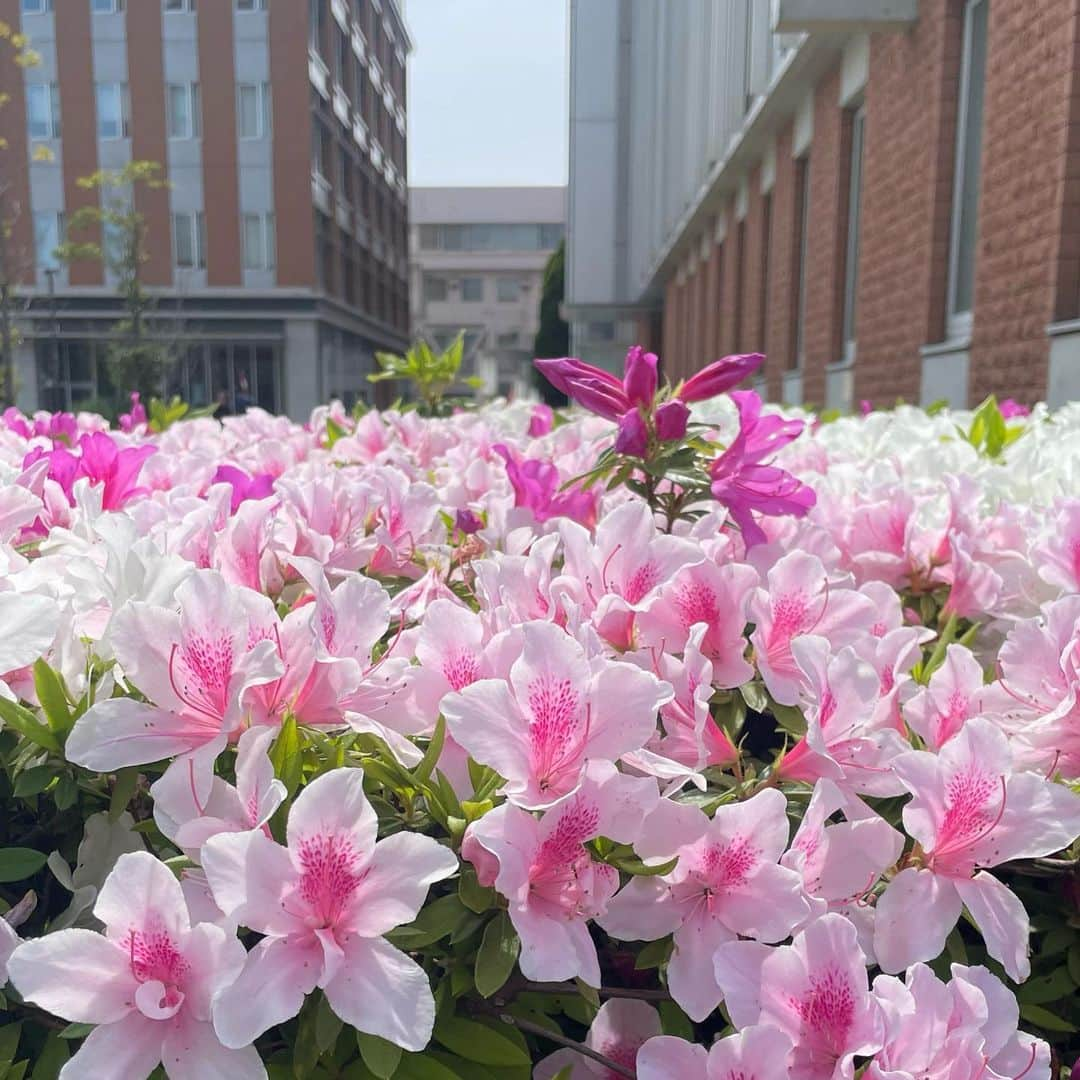 関東学院大学のインスタグラム：「🌷  今日は気持ちがいいお天気ですね🍃  明日からはみなさん待ちに待った、ゴールデンウィークが始まります✨ 授業は5/6(土)から再開です！土曜日に授業があるかたは、休講ではありませんのでお気をつけください。  ステキな休日になりますように☺️  #関東学院大学 #横浜 #関内 #kantogakuinuniversity #kgu #GW  #ゴールデンウィークの過ごし方」