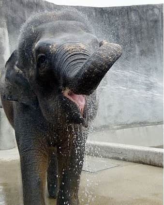 福山市【公式】さんのインスタグラム写真 - (福山市【公式】Instagram)「. 【ゾウのふくちゃん誕生日】 GWのお出かけ先は決めましたか？ 家族で楽しい時間を過ごすなら、 #福山市立動物園 はどうでしょう  本日4/28は「ゾウの日」、なんと #ボルネオゾウ の #ふくちゃん の25歳の誕生日なんです！😲  動物園では明日29日の13時30分から、誕生日を記念してお祝いのインスタライブを開催します。一緒にふくちゃんの誕生日をお祝いしましょう🎉 （動物園の公式アカウントはこちら） @fukuyamazoo   ほかにも動物園には魅力的な動物がいっぱい！たくさん楽しんだあとは、近くの公園でピクニックもいいかもしれませんね🍱   #ゾウ #象 #ゾウの日 #福山 #福山アンバサダー」4月28日 17時11分 - fukuyama_city