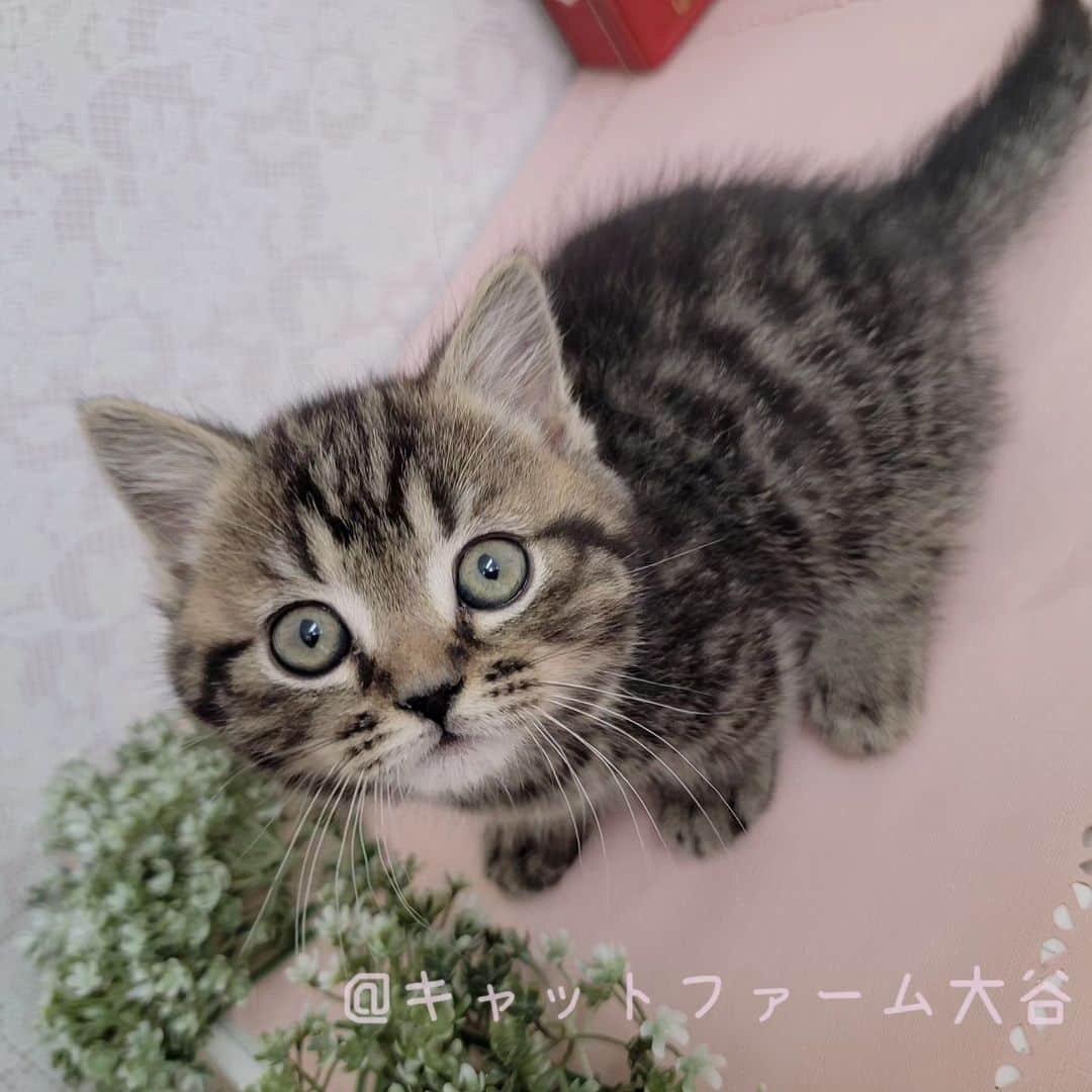 マンチカン(munchkin)キャットファーム大谷さんのインスタグラム写真 - (マンチカン(munchkin)キャットファーム大谷Instagram)「現在ご紹介中の短足マンチカンのねこちゃんたちです🌟🐱💕  詳細はHPをご覧下さい🎶  ﾟ+*:;;:*　*:;;:*+ﾟ　ﾟ+*:;;:*　*:;;:*+ﾟ  お店は、月・木曜日が定休日です。 現在、完全予約制になっておりますので ご来店される際はお店へお電話かメールにてご連絡くださいませ🙇‍♀️  お待ちしております🎵  ﾟ+*:;;:*　*:;;:*+ﾟ　ﾟ+*:;;:*　*:;;:*+ﾟ  #キャットファーム大谷#まんちかん#マンチカン#ネコ#こねこ#にゃんこ#猫ちゃん#ねこ部#ニャンスタグラム#猫#ねこ#子猫#モフモフ#モフモフねこ#ミヌエット#短足#ねこすたぐらむ#愛猫#かわいい#ふわもこ部#猫のいる暮らし#マンチカンブリーダー#ミヌエットブリーダー#cat#catsgram #catsofinstagram#instacat#picneko」4月28日 17時34分 - roytar222