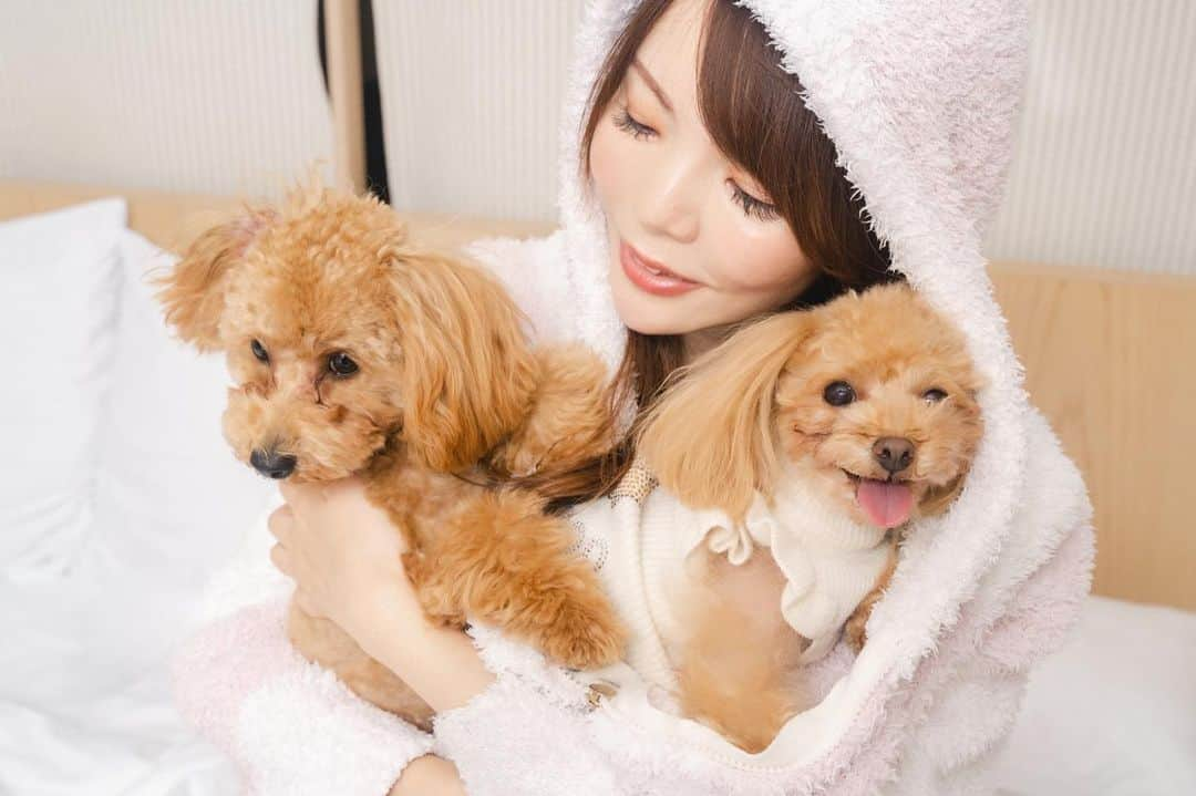 Mikaさんのインスタグラム写真 - (MikaInstagram)「Lovely Dogs♡  マロンとソフィです🐶 いつもイチャイチャ一緒に暮らしてます♡  この日はわんこも泊まれるホテルで写真撮影してもらいました(^^)  ・ ・ ・ photo by @shirapyonphoto 📸 model @mikarin_portrait & マロン君とソフィちゃん ・ ・ ・ ・ follow me💋  #美花展 #犬のいる暮らし  #犬すたぐらむ  #トイプードル多頭飼い  #タイニープードル男の子  #ティーカッププードル女の子  #被写体モデル #カメラ女子 #キリトリセカイ #ポートレートセレクション #ポート #被写体依頼受付中 #カメラマンさんと繋がりたい #被写体なります #写真を止めるな #ソラノホテル #ドッグフレンドリールーム #犬なしでは生きていけません会  #愛犬家と繋がりたい  #トイプードル部  #トイプードルアプリコット  #jp_portrait部 #jp_portrait_collection #portrait #japanesegirl #asiangirl #toypoodlelove  #dogstagram  #toypoodlepuppy  #soranohotel」4月28日 17時52分 - mika_portrait