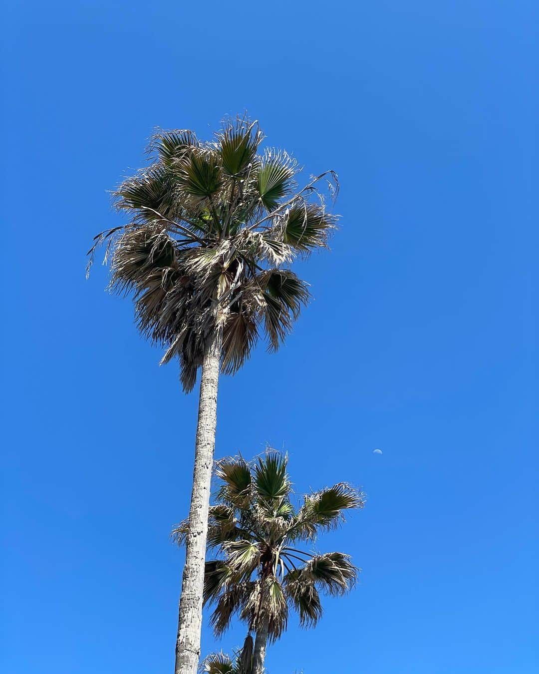 指出瑞貴さんのインスタグラム写真 - (指出瑞貴Instagram)「🌞⛱️🌈🧁🌴🌙🚗 Morning yoga ▷ Great lunch by beachside.   ドライブ大好き！お天気のいい日だったので癒されたなぁ♡ インナーカラーは期間限定だったのでもう終わりだけど、素敵な色に染めてくれた @ryusuke_yoshioka  前髪も可愛いいつもありがとうです🩵🩵💜」4月28日 18時04分 - sashidemizuki