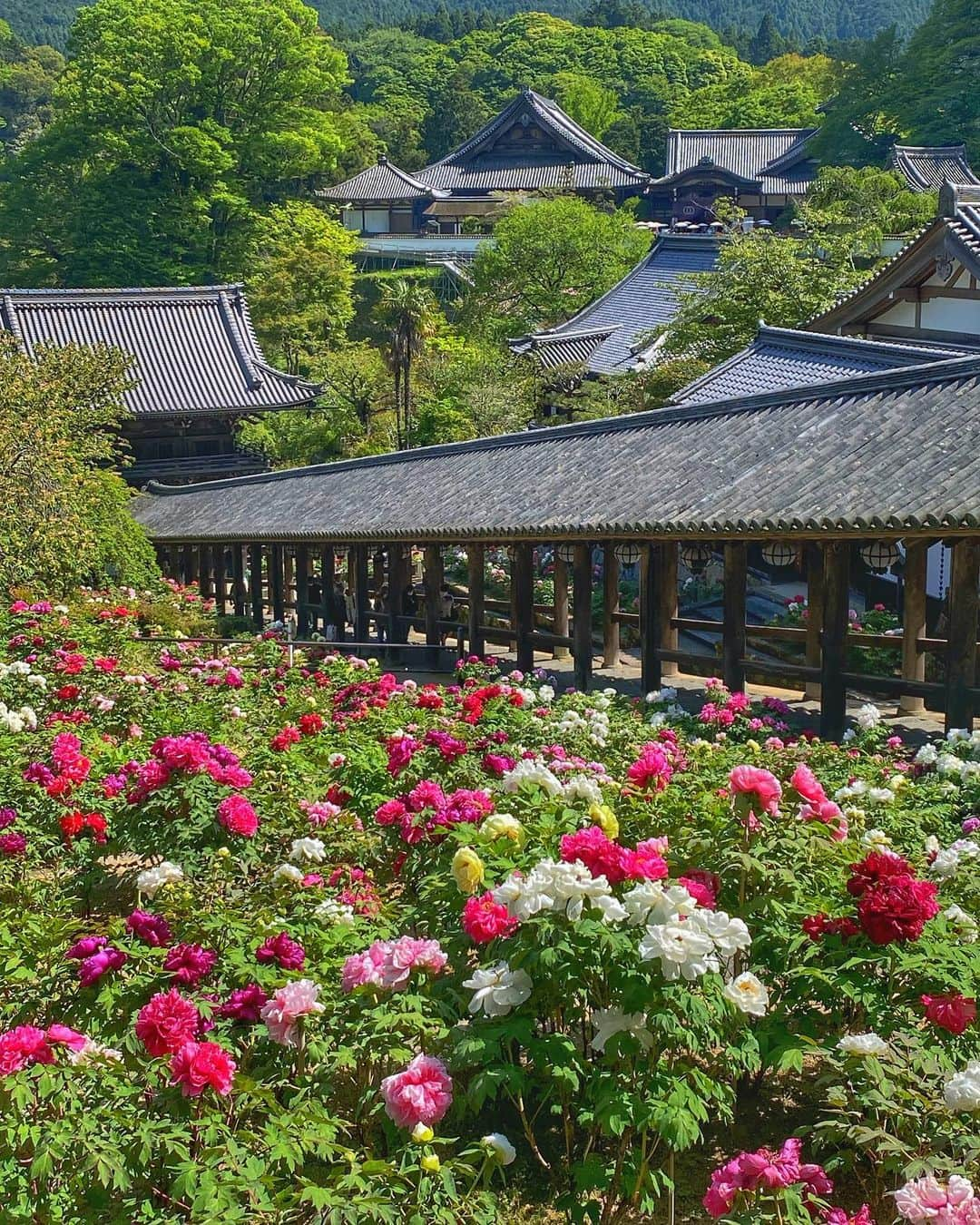 hama_aki_pppさんのインスタグラム写真 - (hama_aki_pppInstagram)「奈良県桜井市#総本山長谷寺 (スライドして下さい)  Location Nara Japan (Swipe)   2023.04.23   この日は3ヶ所梯子しました🚗💨 最後は#奈良長谷寺  前月は桜を目当てに行きましたが今回は牡丹🌺🌺石楠花も綺麗に咲いていました🌸　  #神社仏閣　 #寺社仏閣  #花の寺  #わたしは奈良派  #奈良県景観資産　　 #長谷寺  #日本庭園  #j_flower_shots  #rakutentravel  #japanese_gardens  #otonatabi_japan  #histrip_japan  #日本の美しい花風景  #誰かに見せたい花  #絶景事典  #loves_united_flora  #ptk_japan  #cooljapanvideos  #flower_igers  #ig_flowers  #japanesetemple  #japanesegarden  #奈良観光  #iphonephotography  #iphoneonly  #iphonephotographer  #iphon越しの私の世界  #スマホ撮影」4月28日 18時08分 - hama_aki_ppp